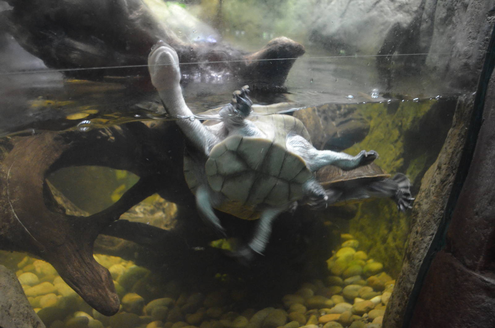 ROTI-ISLAND SNAKE-NECKED TURTLE