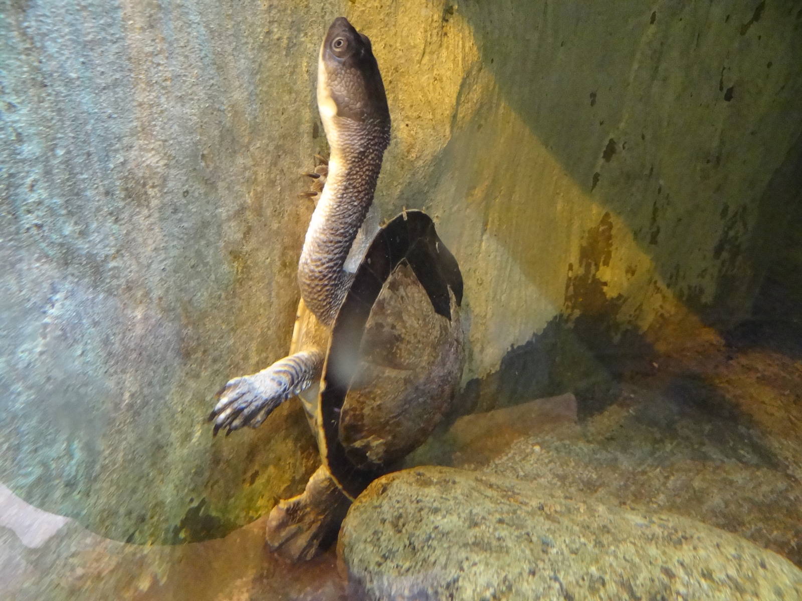 Roti Island Snake-necked Turtle