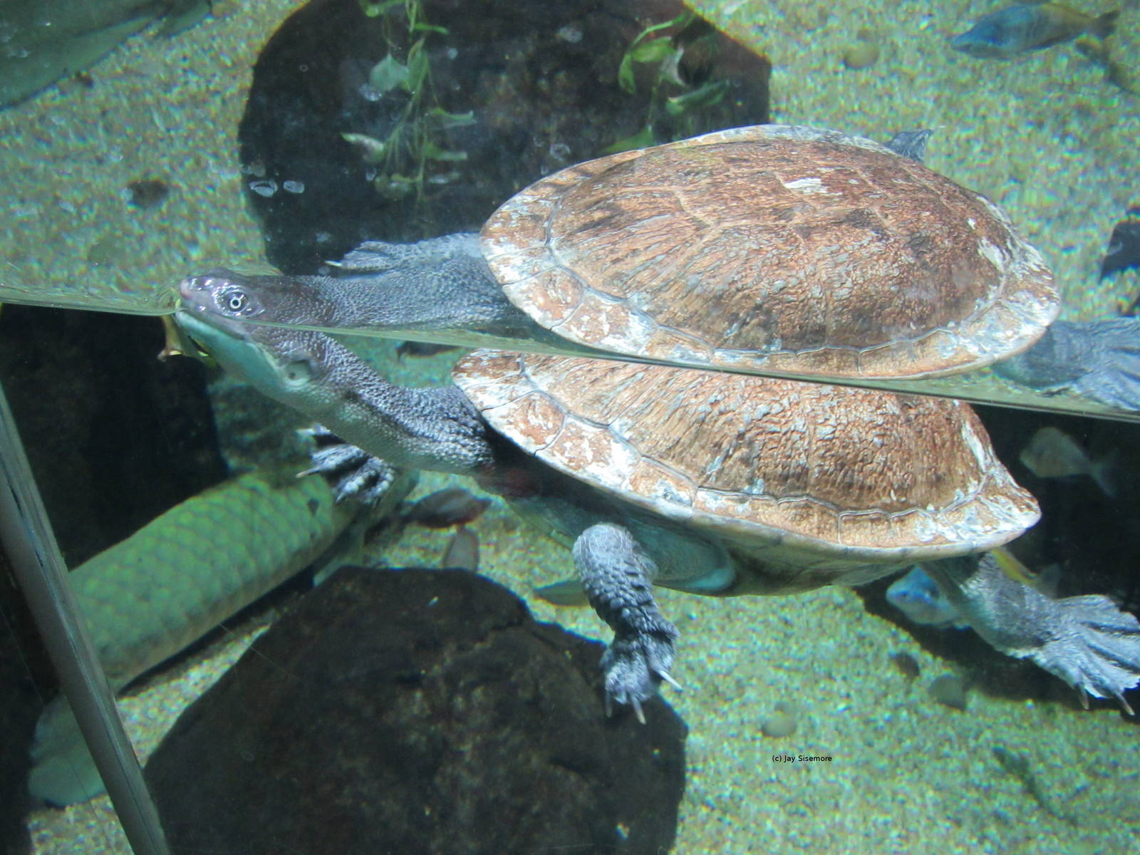 Roti Island Snake-Necked Turtle