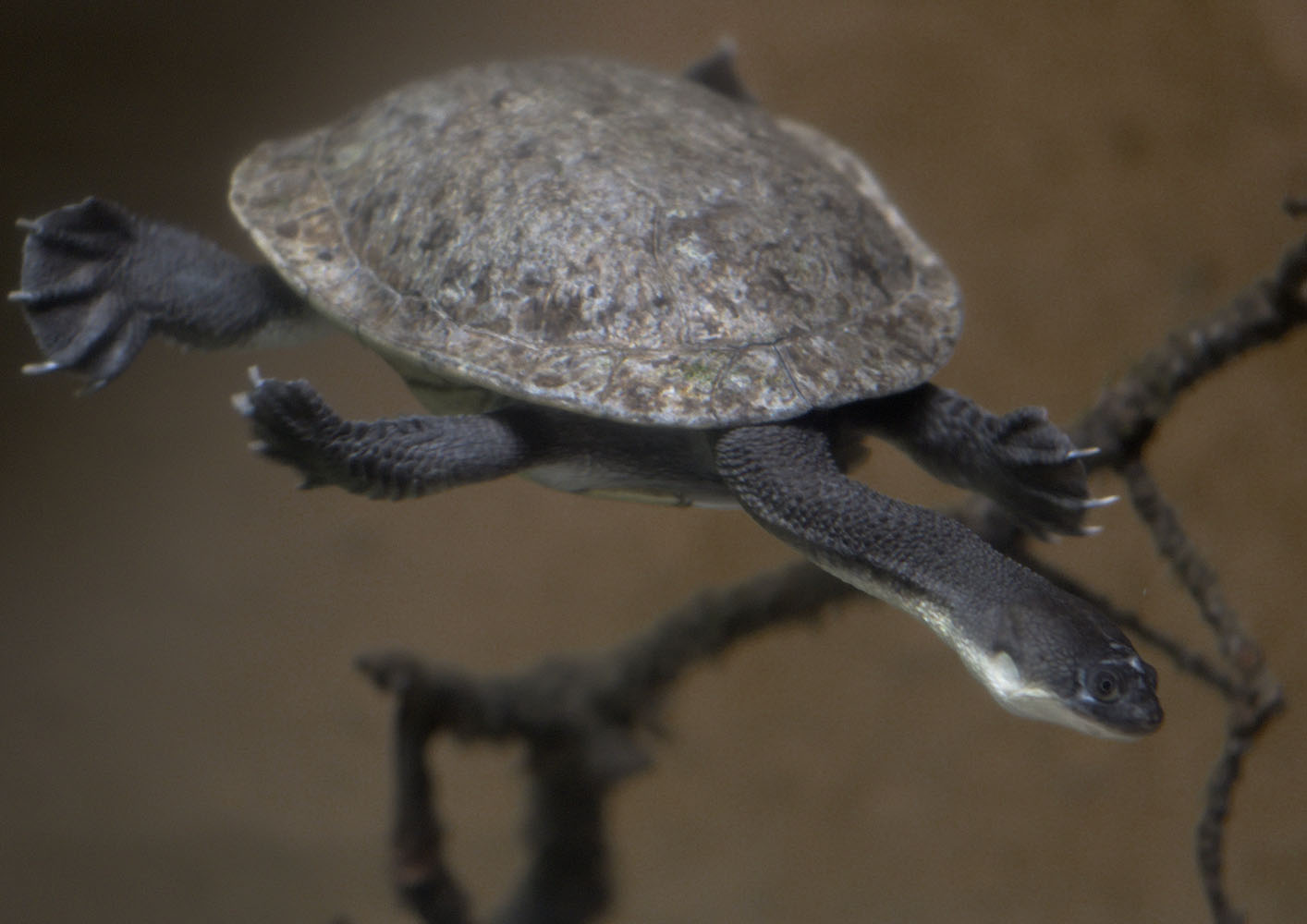 Roti Island snake-necked turtle