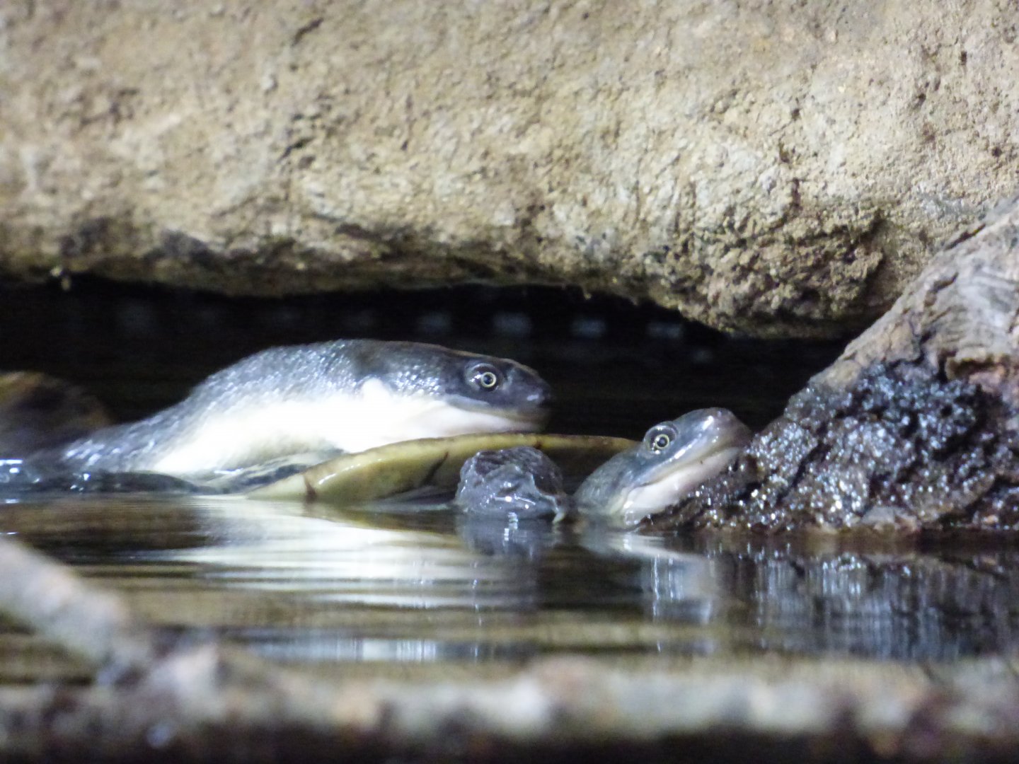 Roti Island Snake-necked Turtle