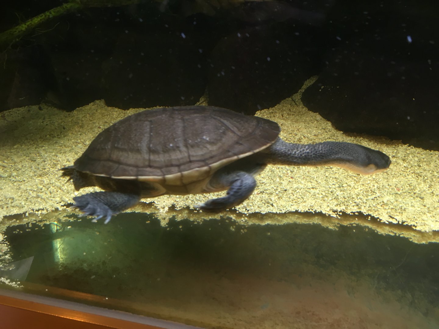 Roti island snake necked turtle