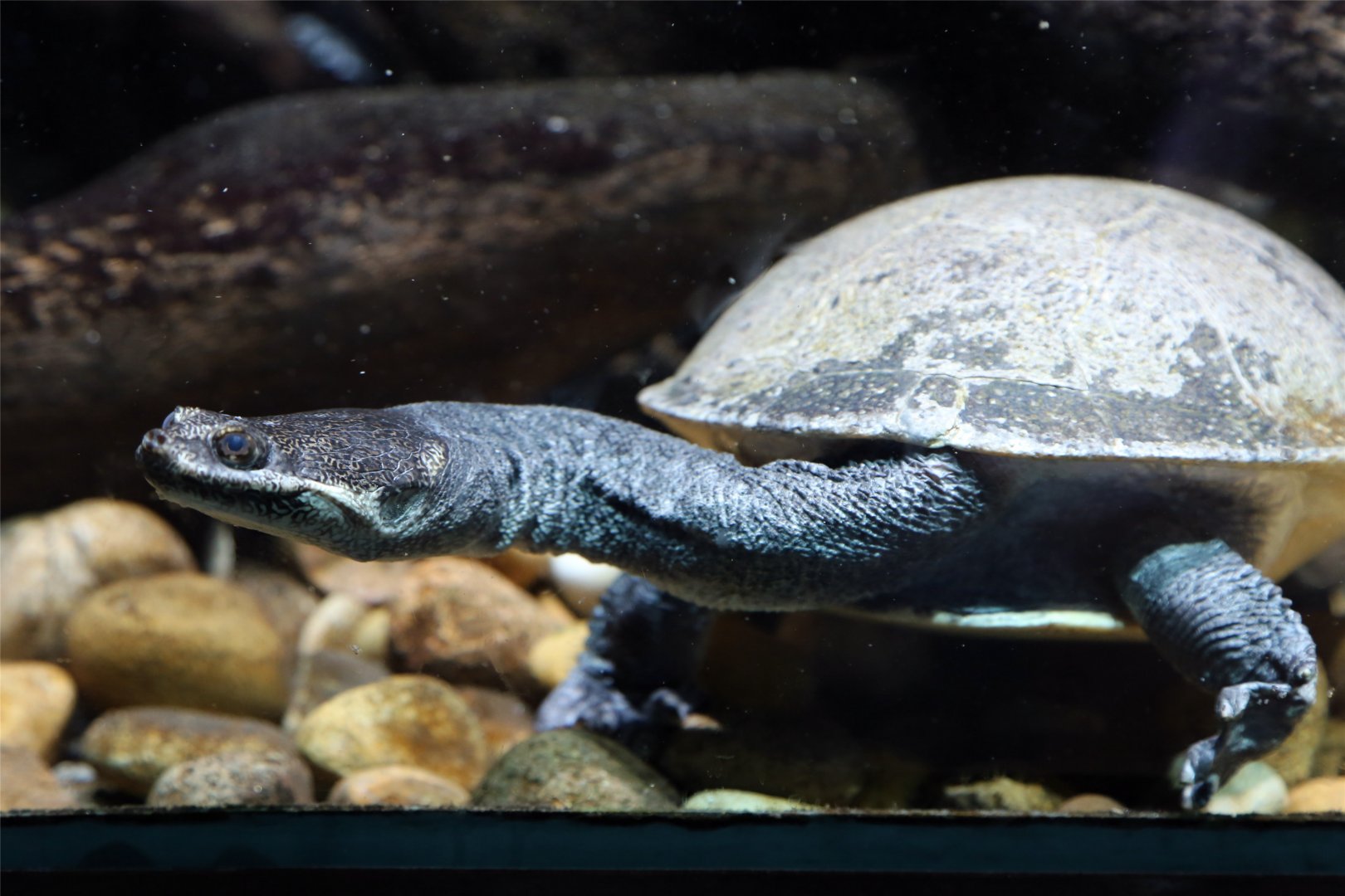 Roti Island snake-necked turtle