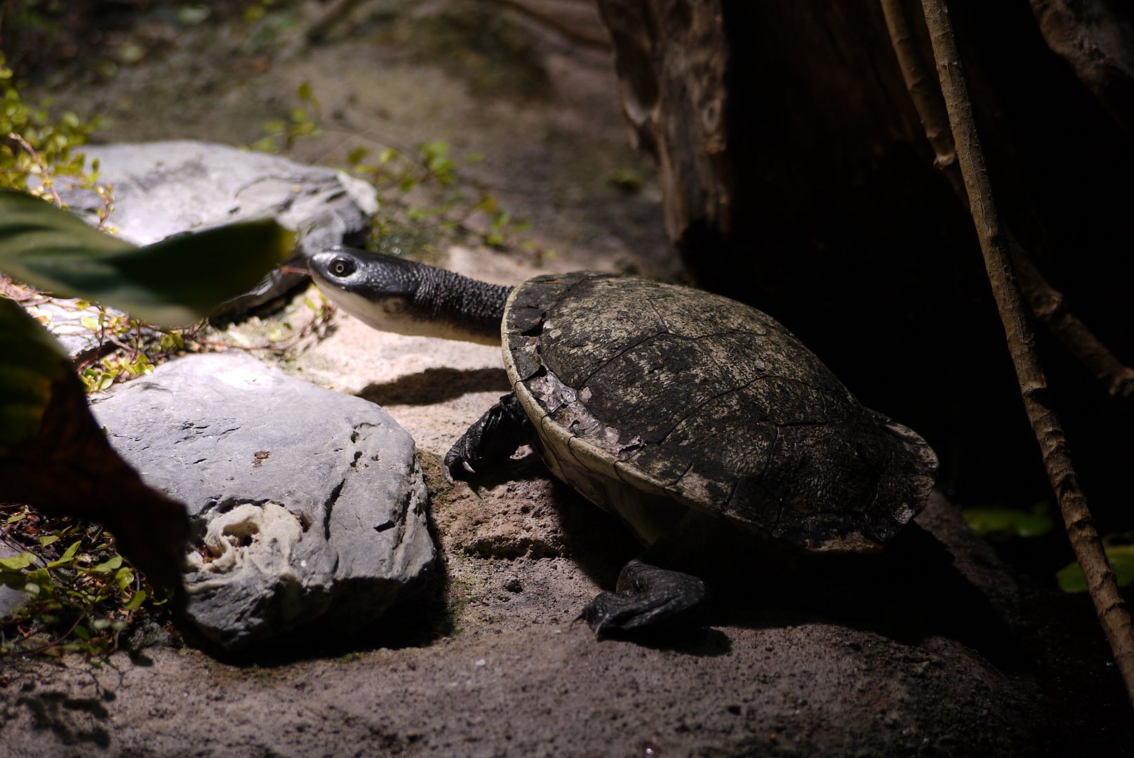 Roti Island Snake-Necked Turtle