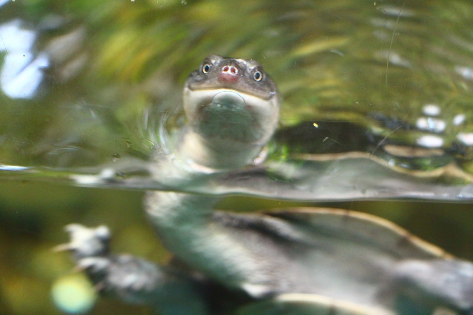 Roti Island Snake-necked Turtle