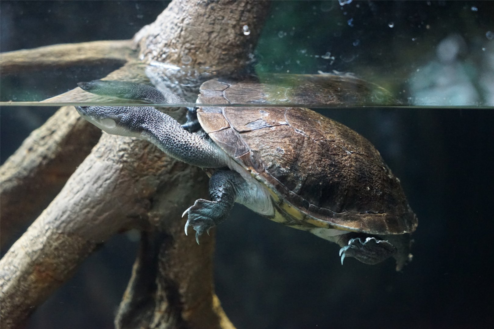 Roti Island Snake-necked Turtle