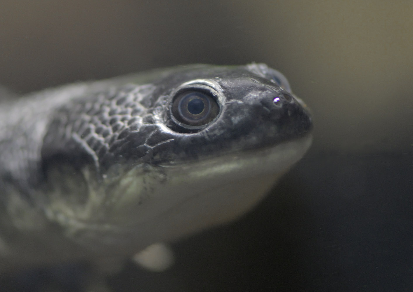 Roti Island snake-necked turtle