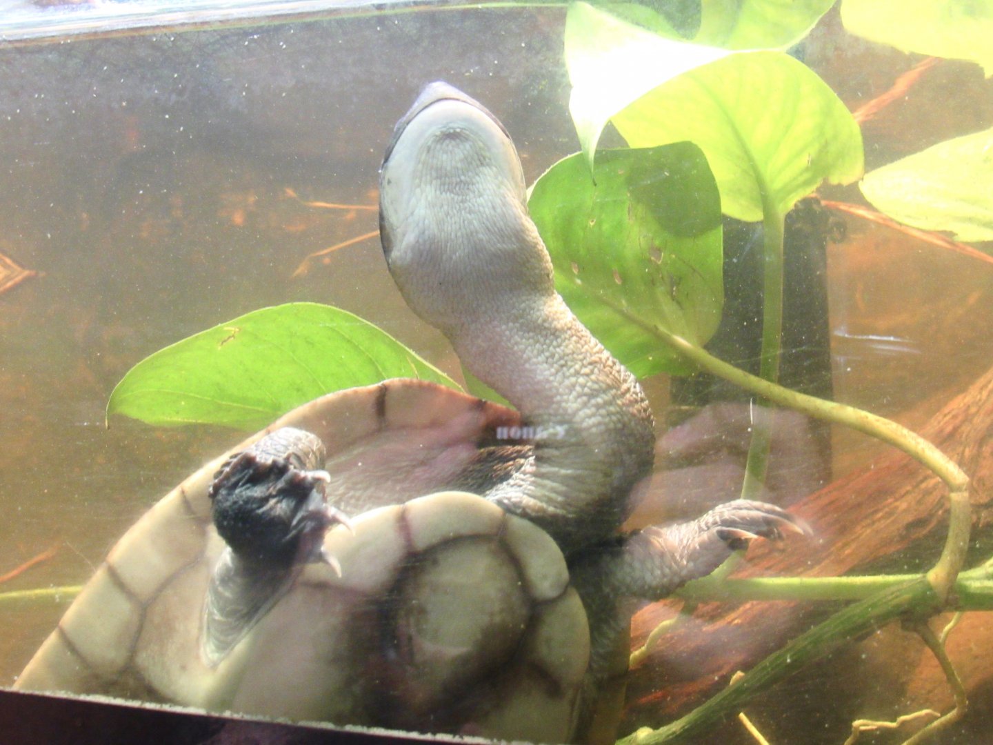 Roti Island Snake-Necked Turtle