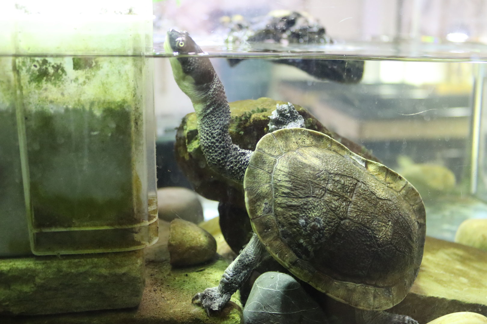 Roti Island Snake-necked Turtle