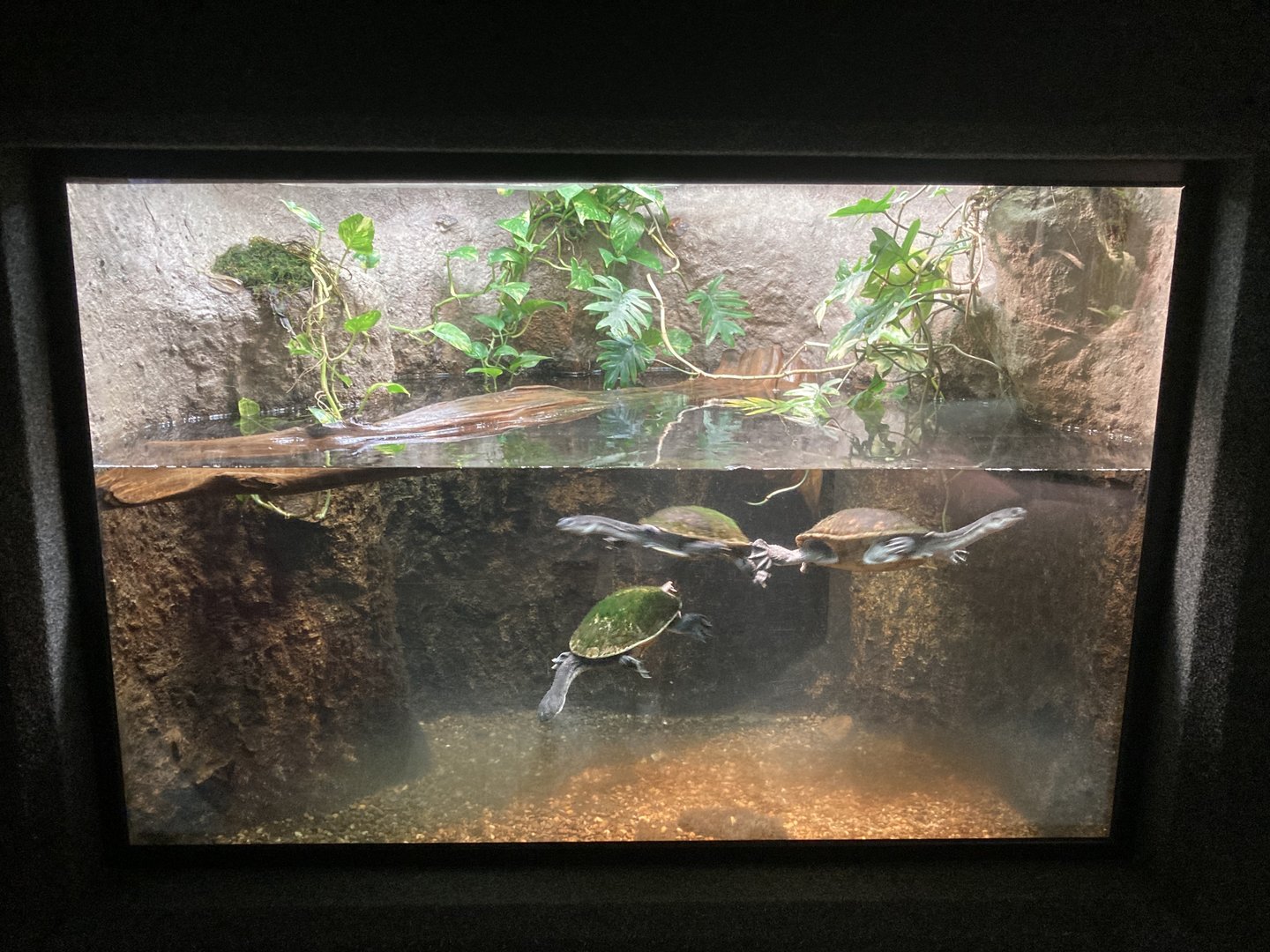 Roti Island Snake Necked Turtle