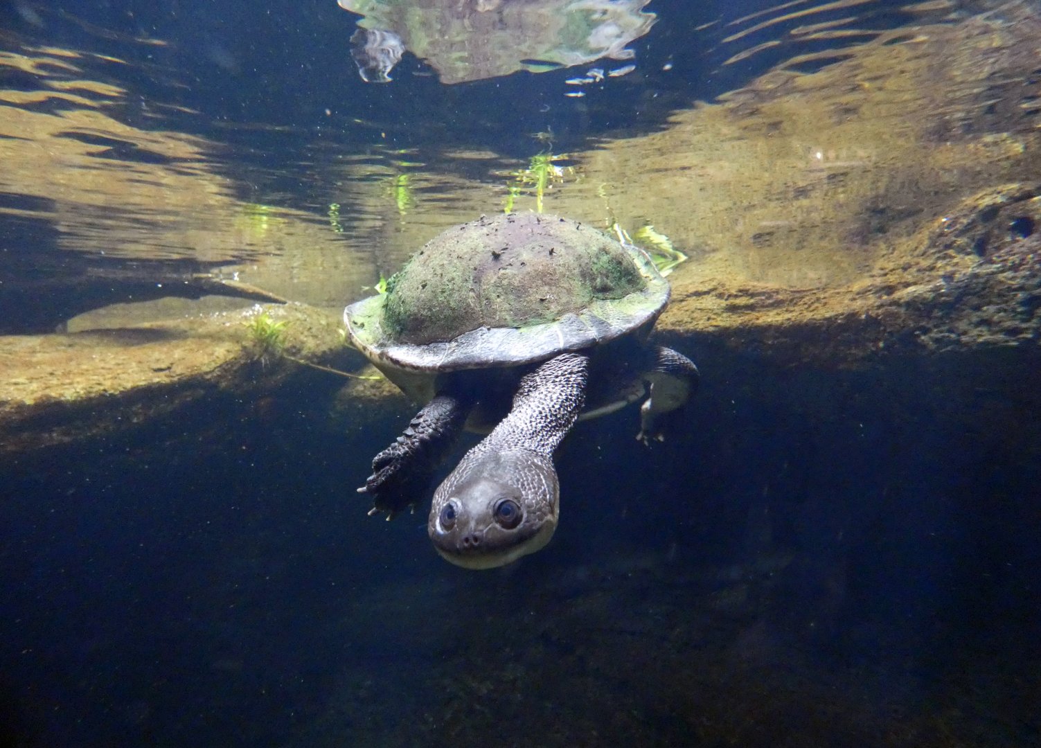 Roti Island snake-necked turtle