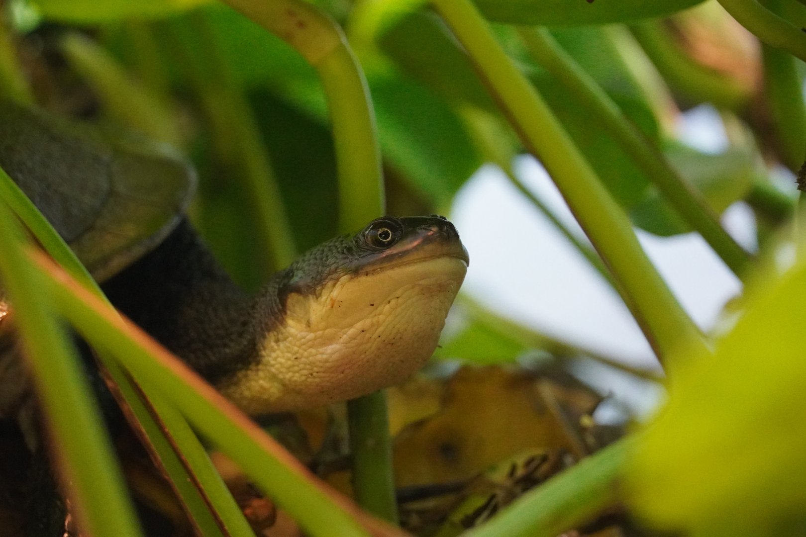 Roti Island Snake-necked Turtle