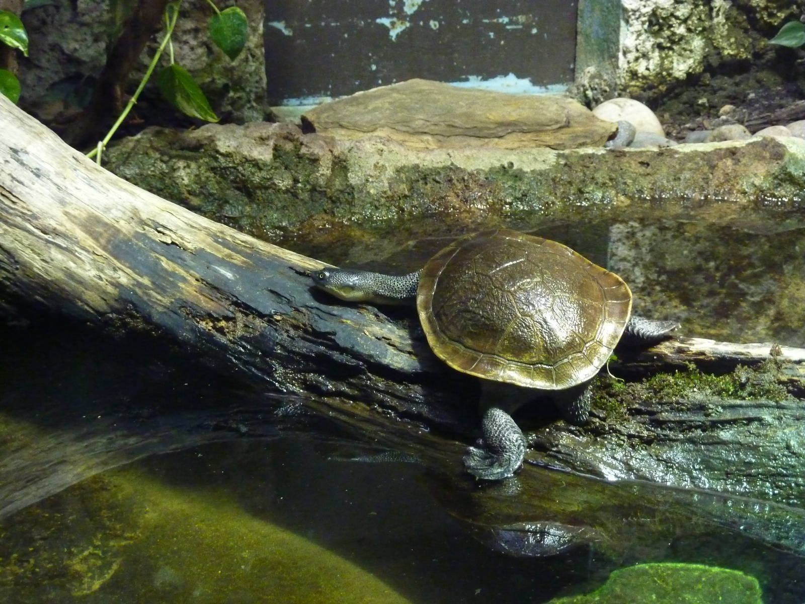 Roti Island snake-necked turtle