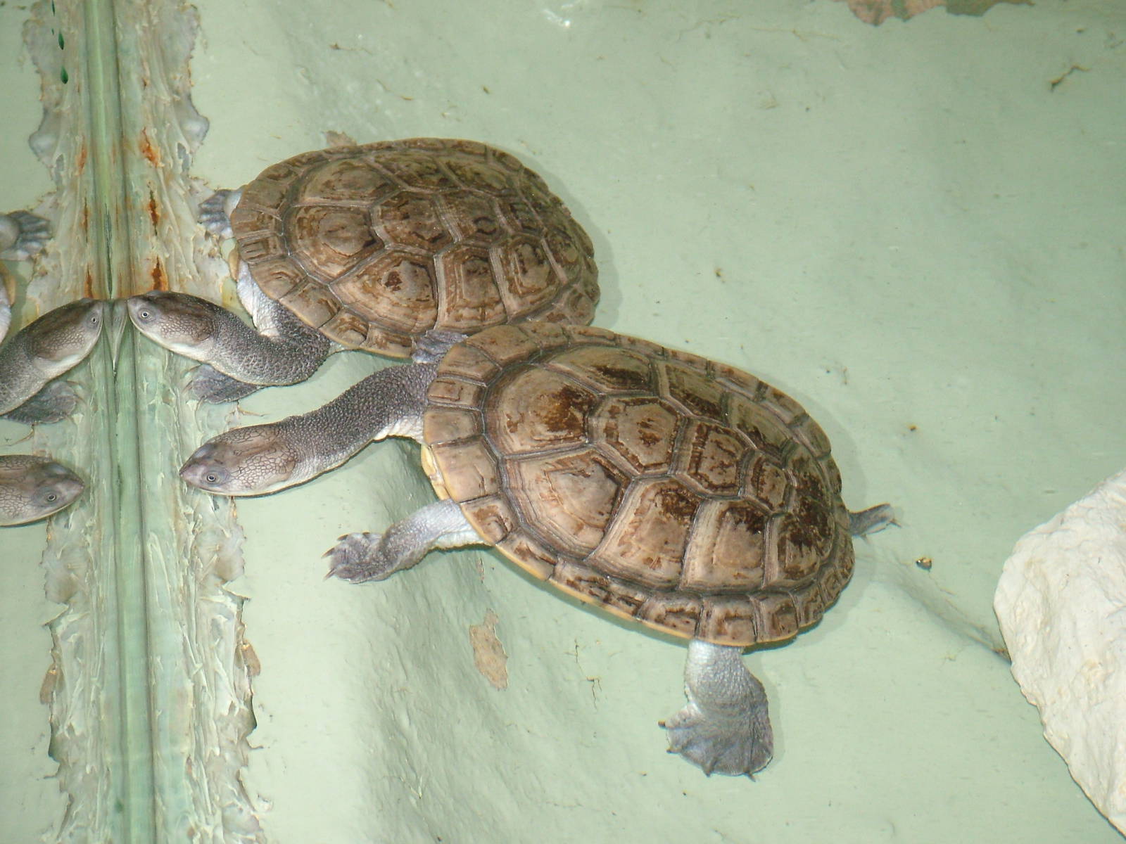 Roti Island Snake-necked Turtles at Lisbon Zoo, 24/05/11