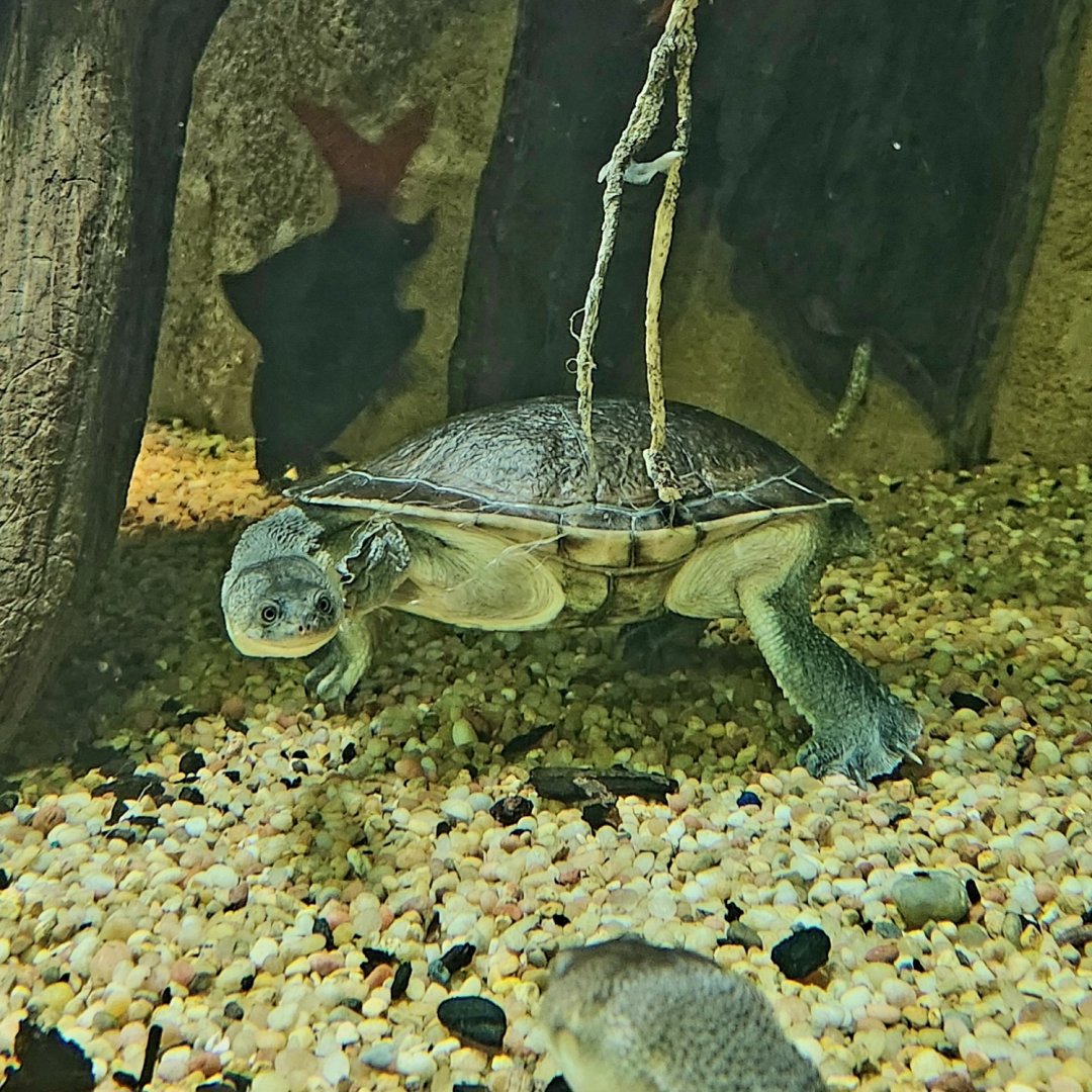 Roti Island Snake-Necked Turtles (Chelodina mccordi)
