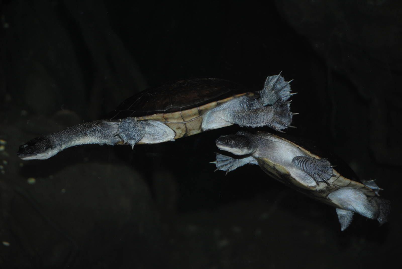 Roti Island Snake-Necked Turtles