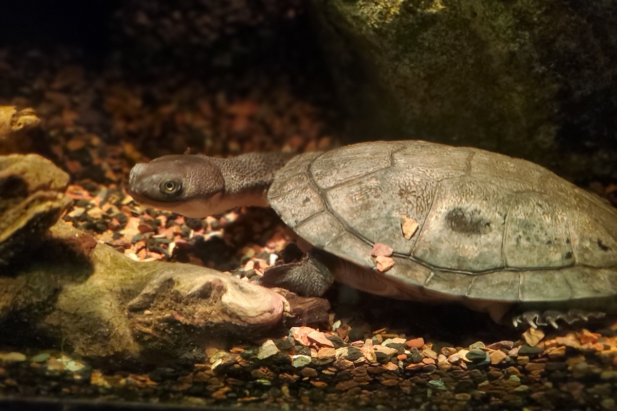 Roti Snake-necked Turtle (Chelodina mccordi)
