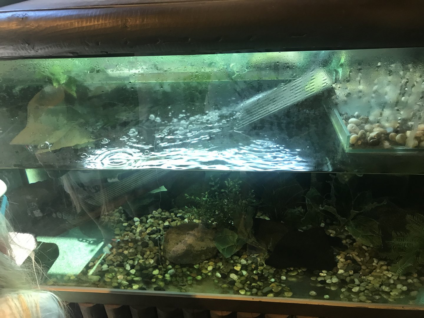 Roti Snake-necked turtle enclosure