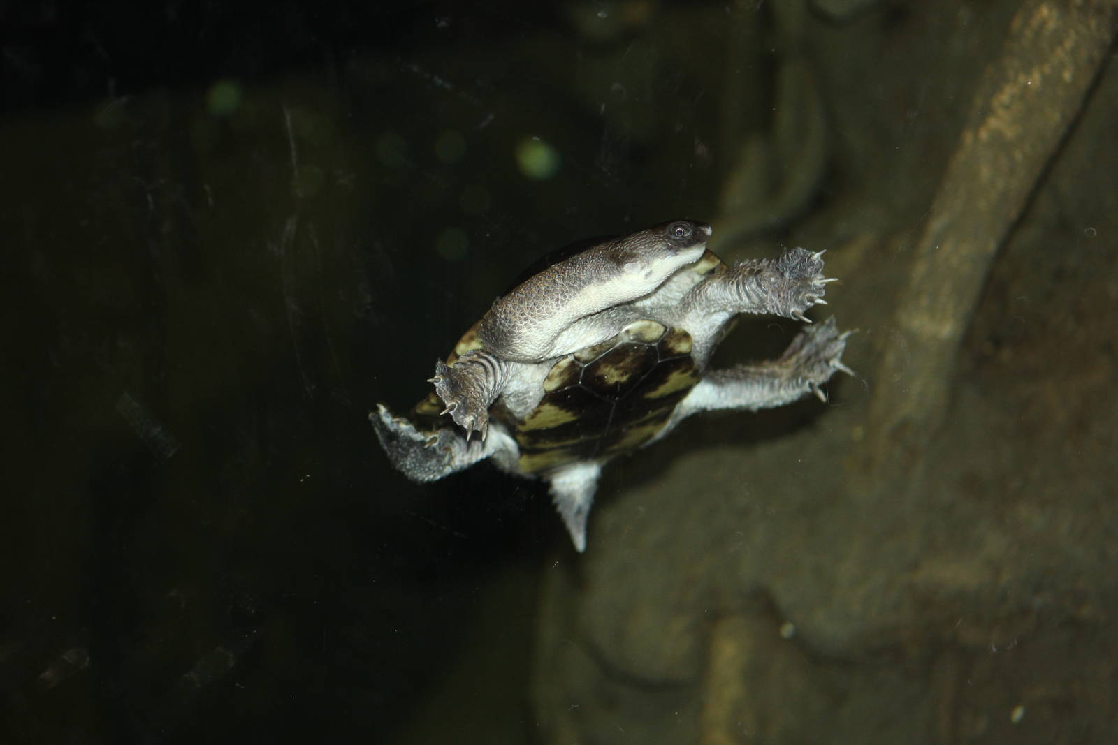 Roti Snake-Necked Turtle