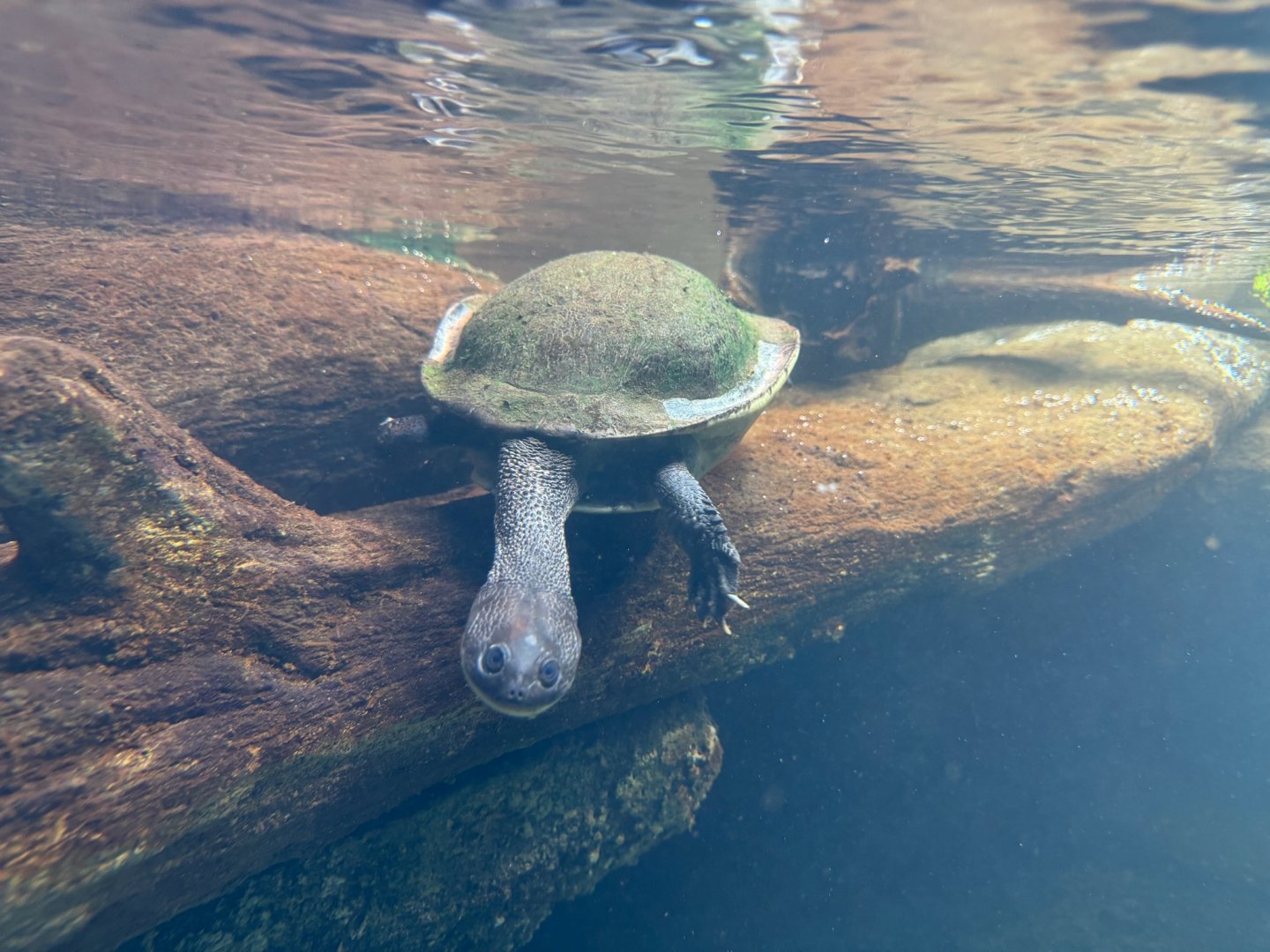 Roti Snake-Necked Turtle