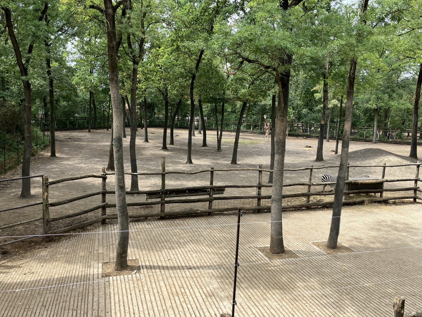 Rotschild’s giraffe and Grant’s zebra paddock