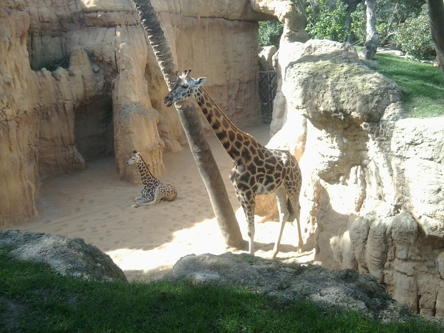 Rotschild's giraffe dam and calf, separated from the rest of the herd