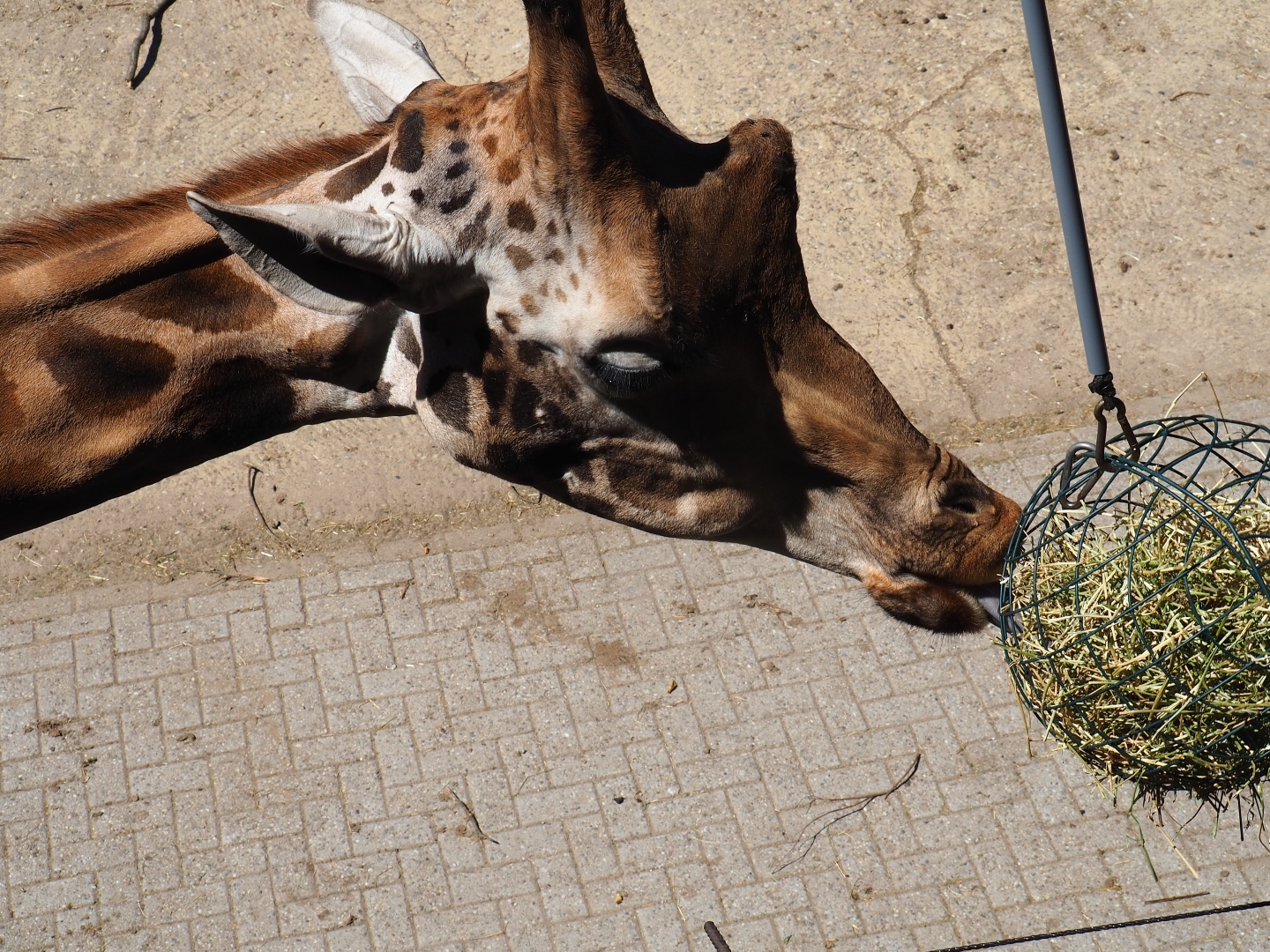 Rotschild's giraffe (Giraffa camelopardalis camelopardalis)