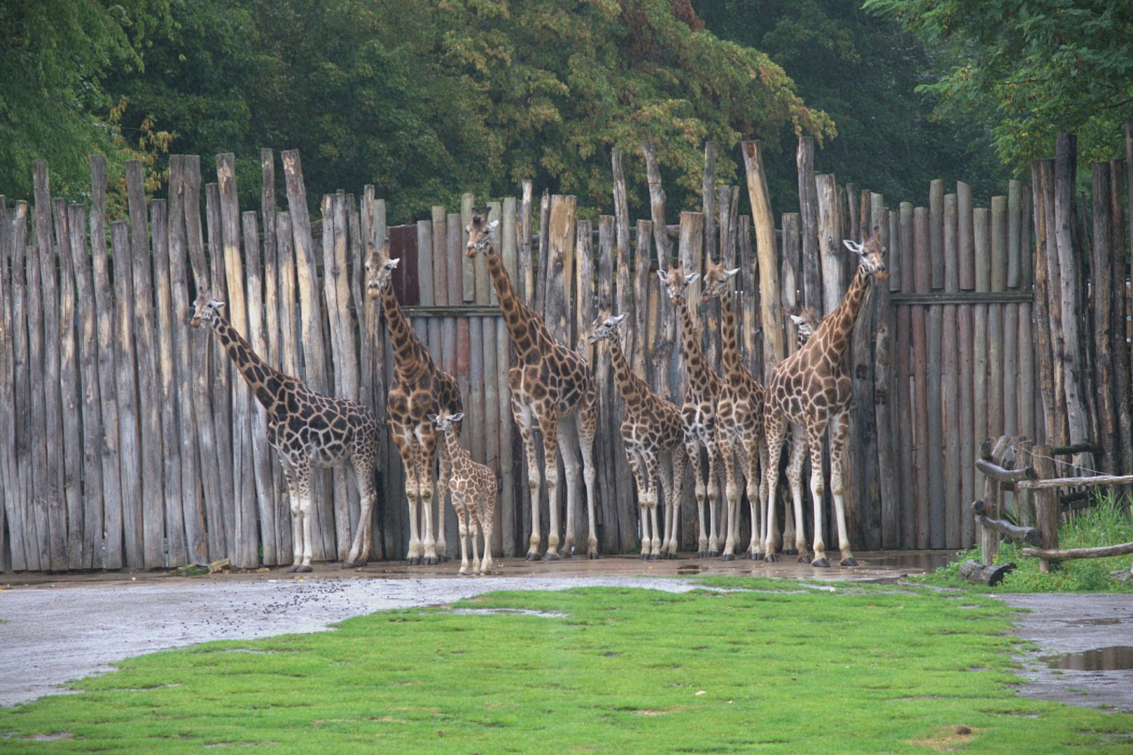 Rotschild's Giraffe (Giraffa camelopardalis rothschildi), 15-09-25