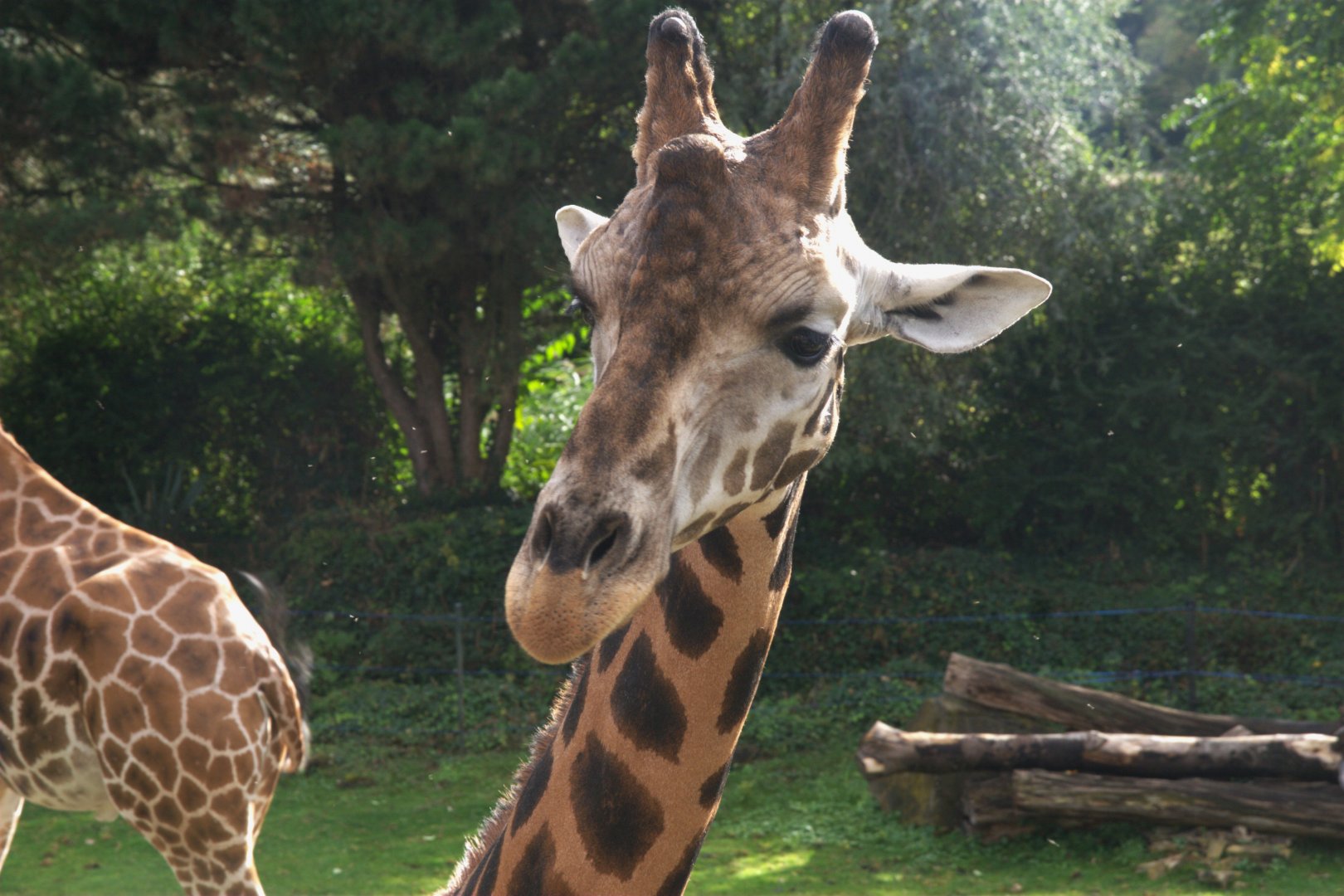 Rotschild's Giraffe (Giraffa camelopardalis rothschildi), 15-09-25