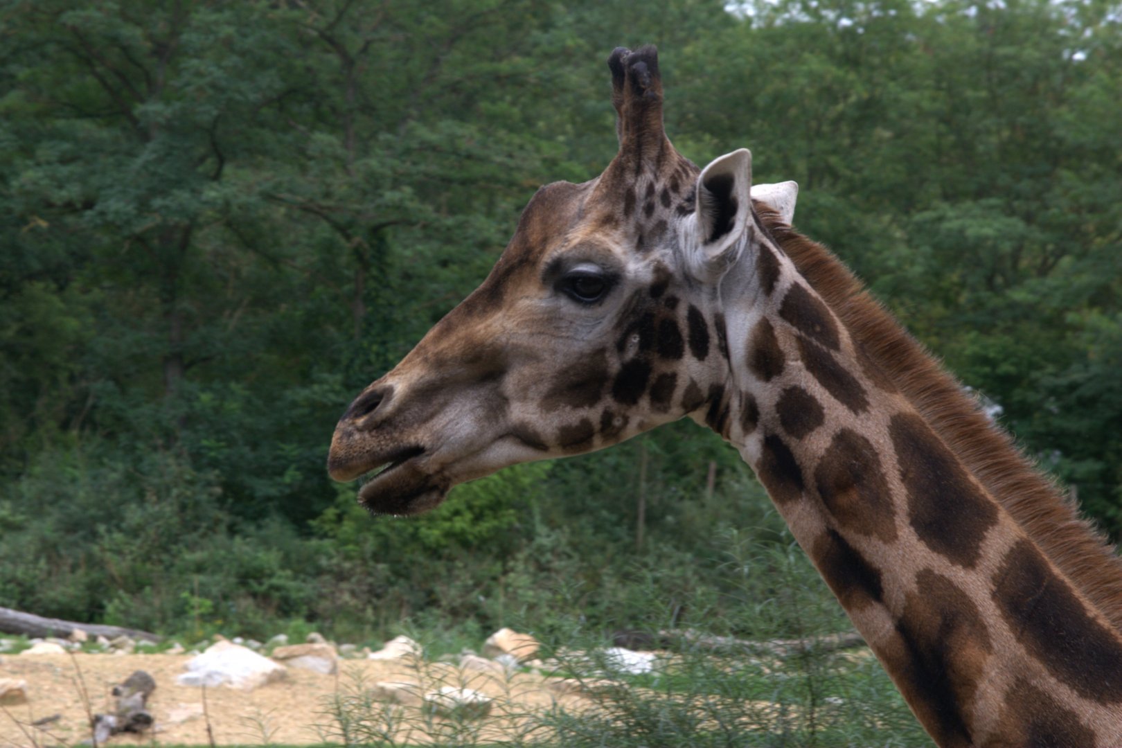 Rotschild's Giraffe (Giraffa camelopardalis rothschildi), 17-09-25