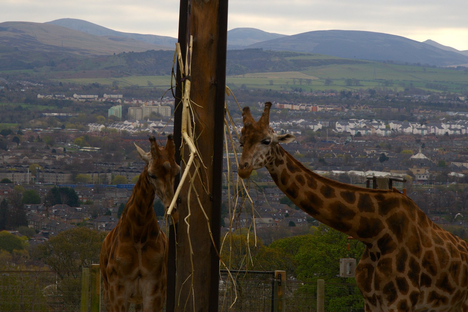 Rotschild's Giraffe (Giraffa camelopardalis rothschildi), 2025-04-09