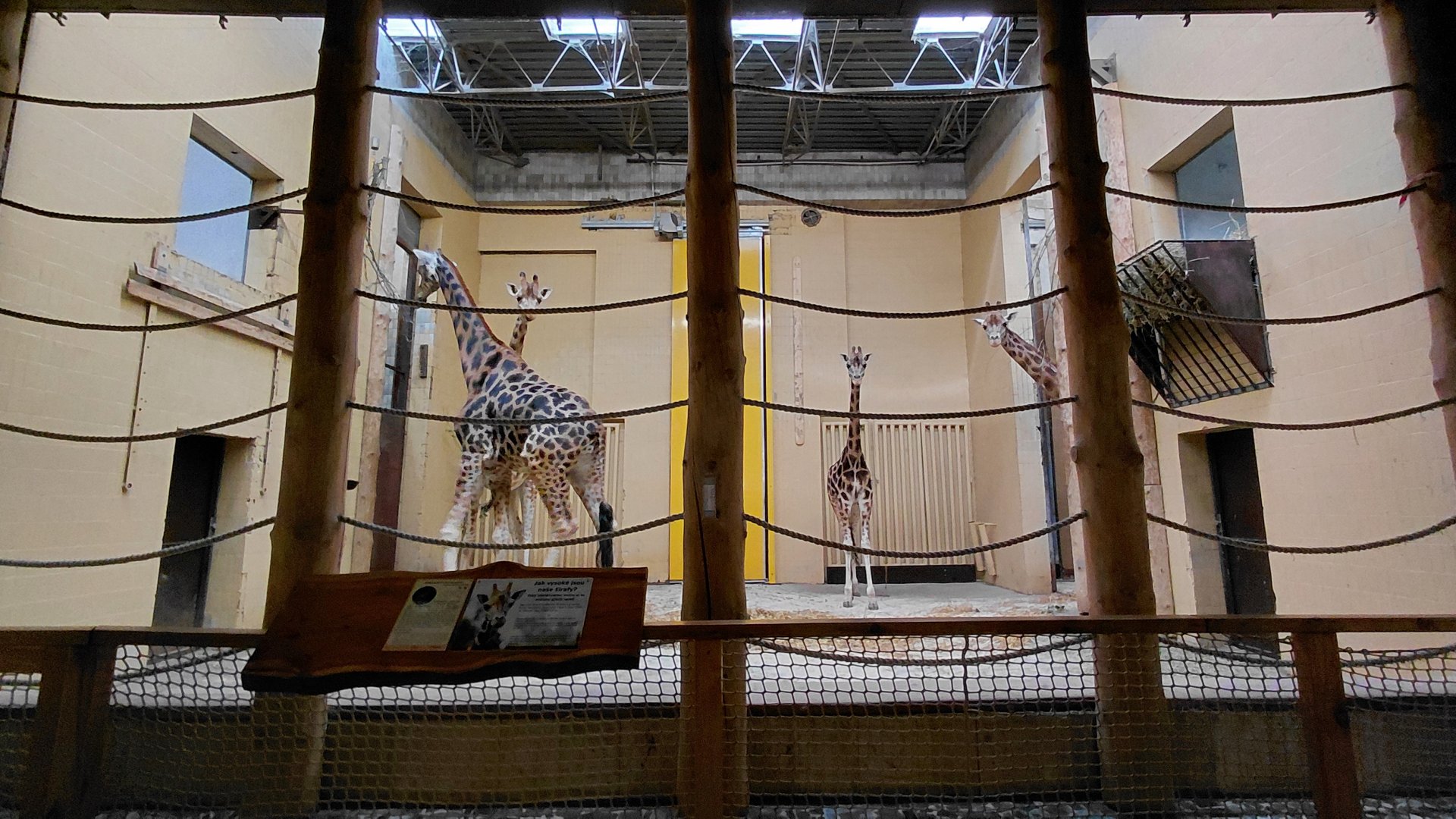 Rotschild's giraffe indoor exhibit