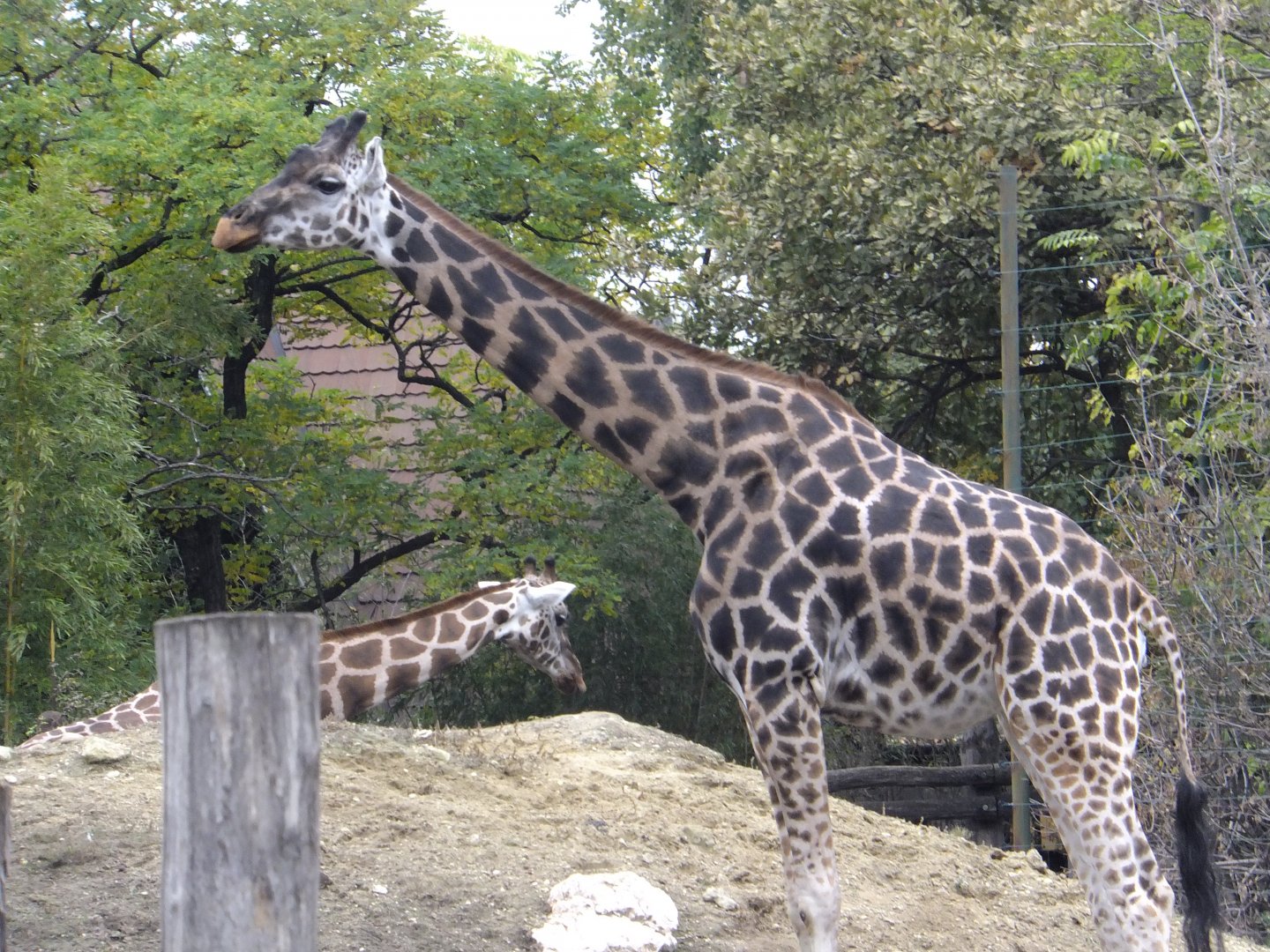 Rotschild's giraffe