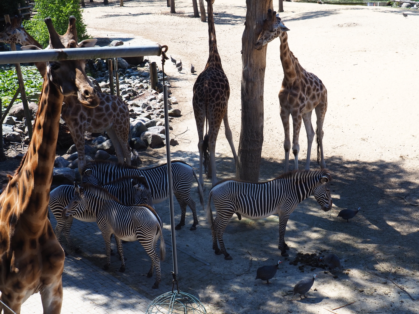 Rotschild's giraffes, Grévy's zebras and helmeted guineafowl