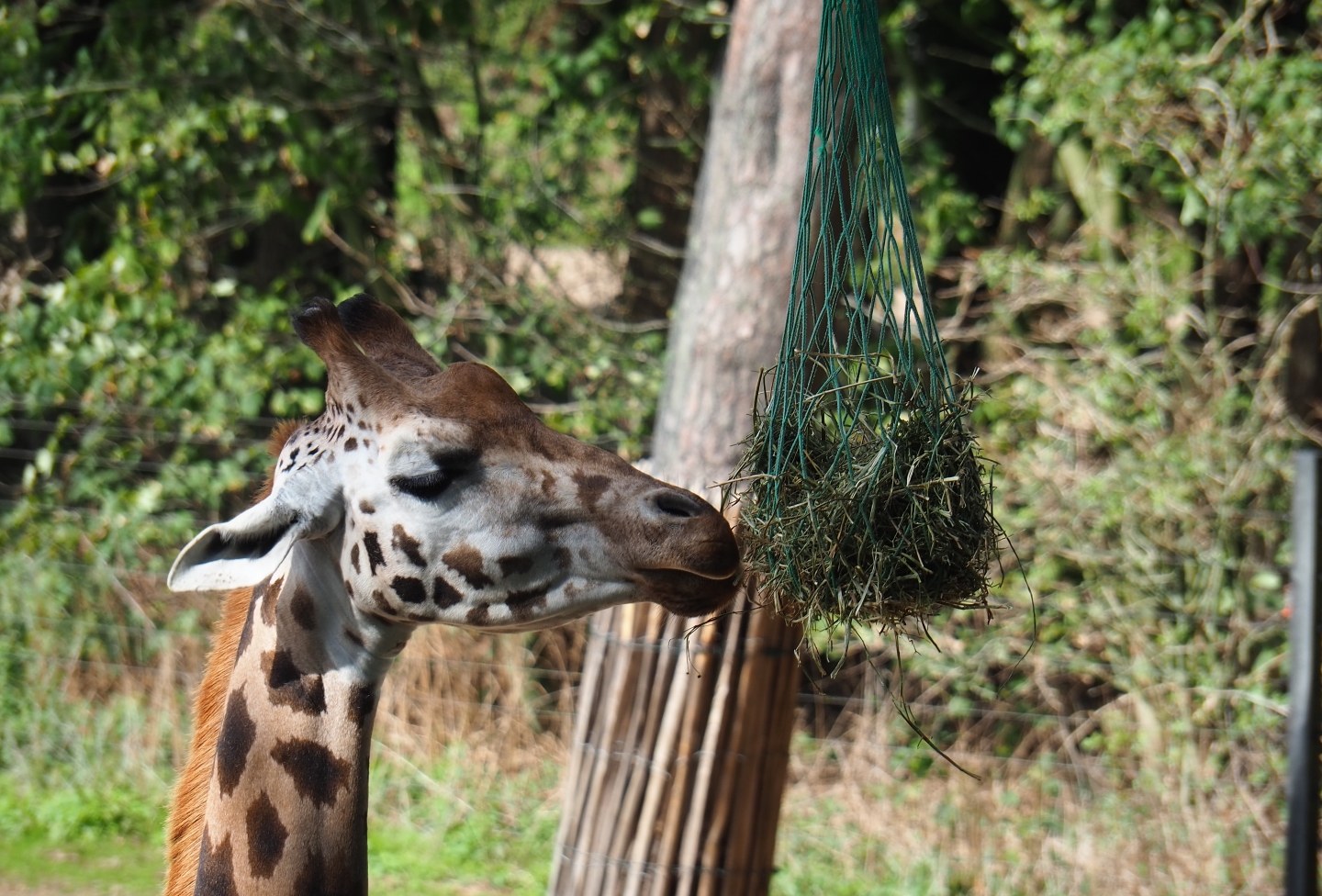 Rotschild's or Baringo giraffe (Giraffa camelopardalis camelopardalis) eating hay from a net (Sep 16th, 2018)