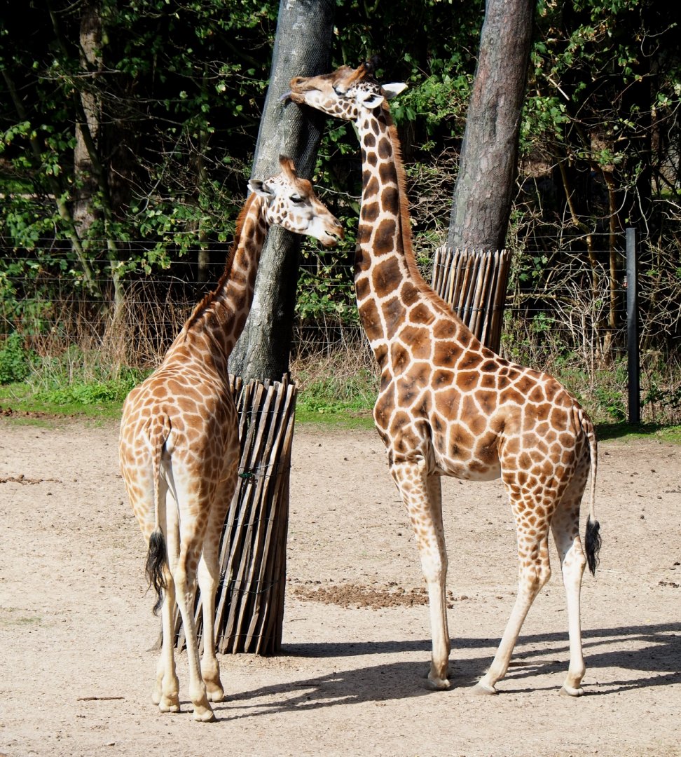 Rotschild's or Baringo giraffes (Giraffa camelopardalis camelopardalis), Sep 16th, 2018