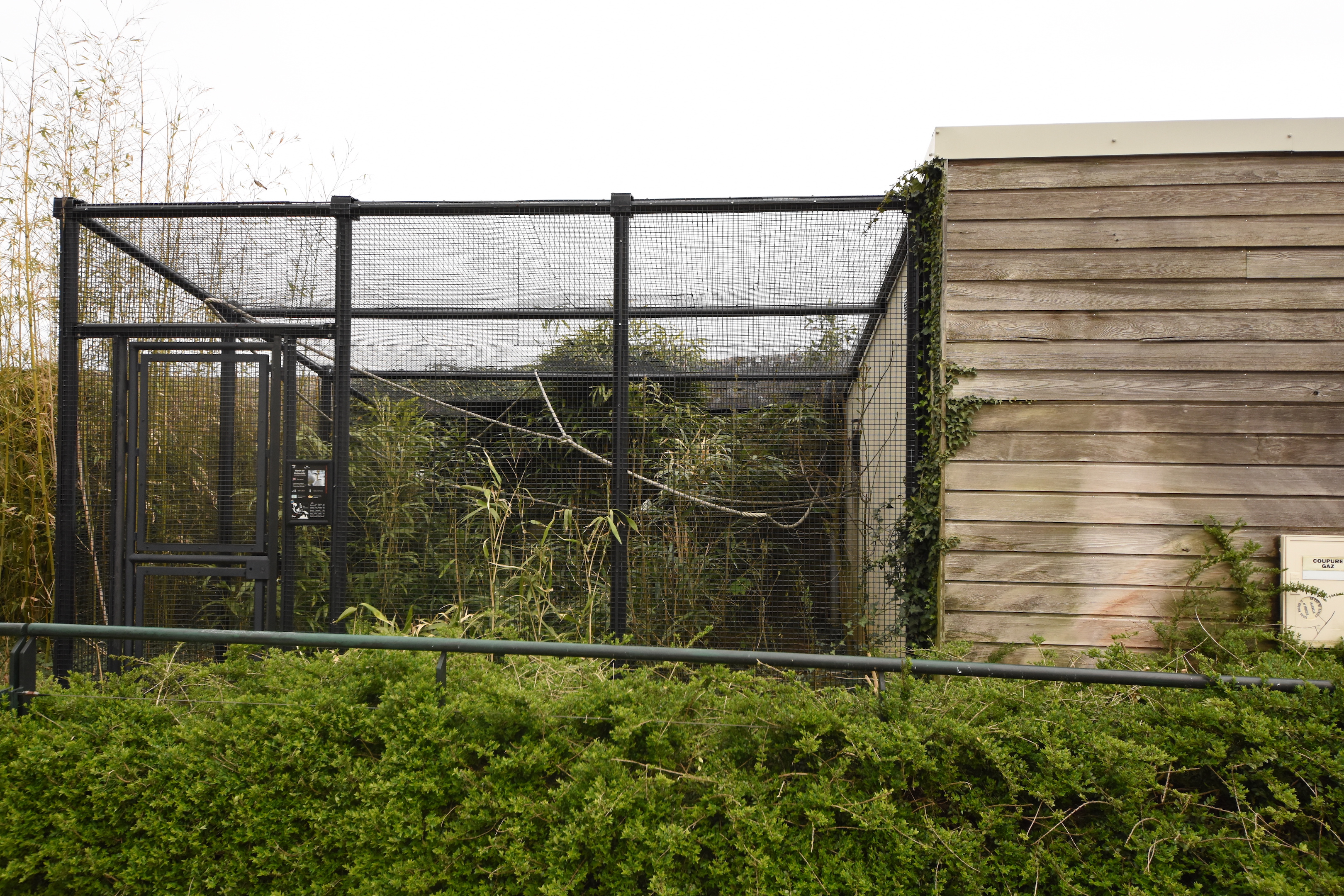 Rotschildt myna aviary
