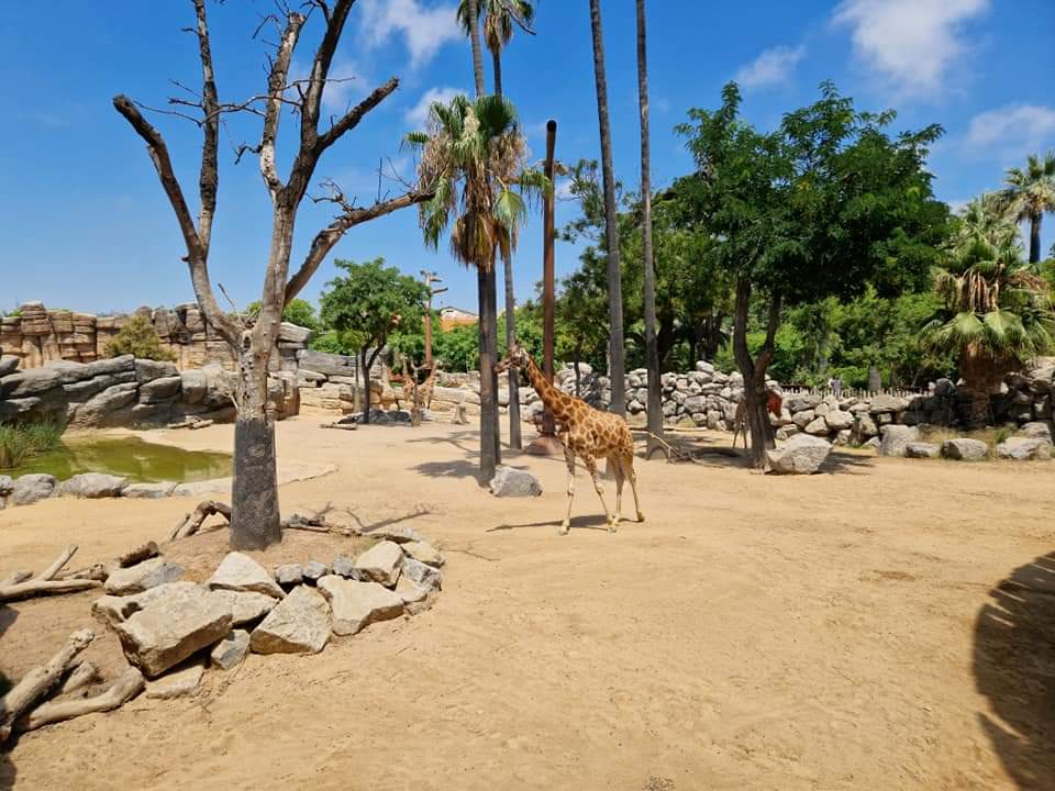 Rotschildt’s Giraffe/ Dorcas Gazelle,  Sahel Savanna