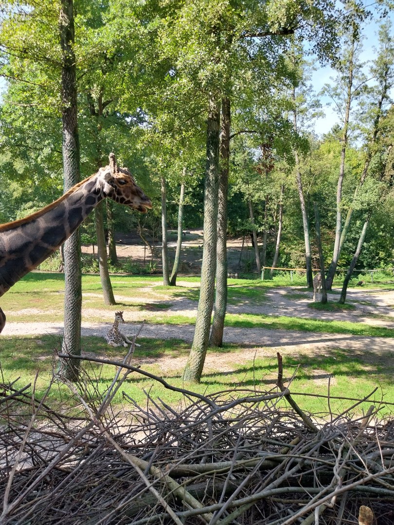 Rotschildt's giraffe enclosure