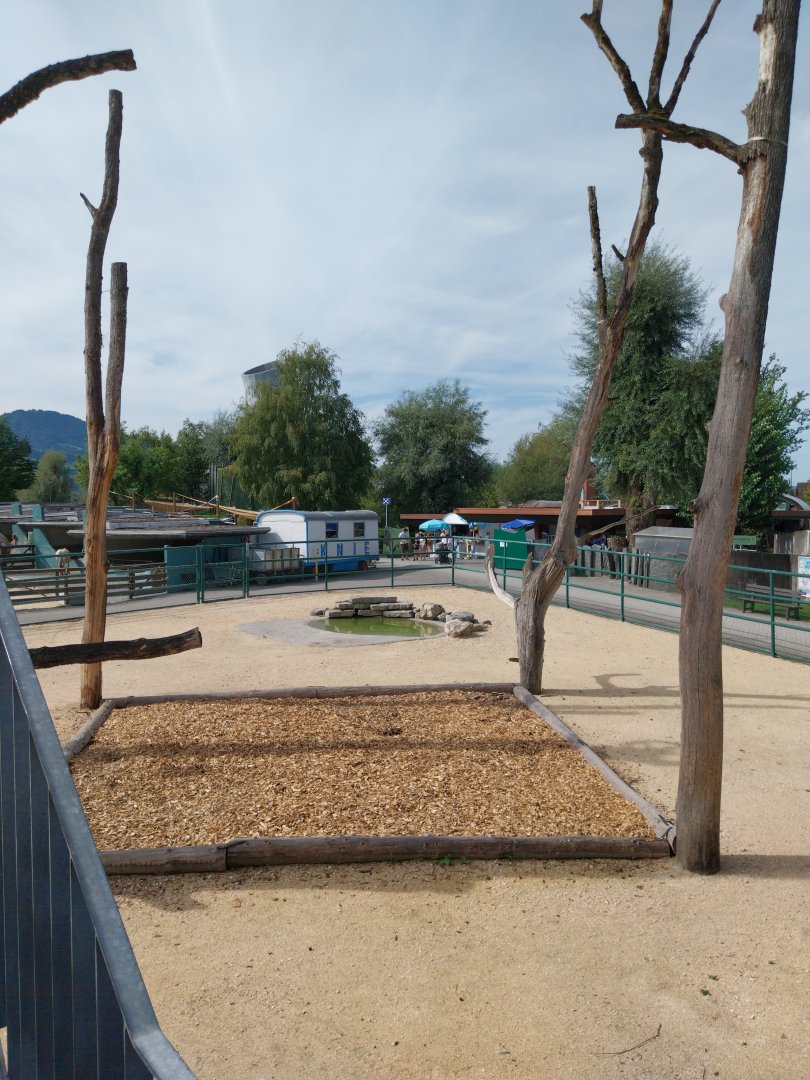 Rotschildt's giraffe enclosure