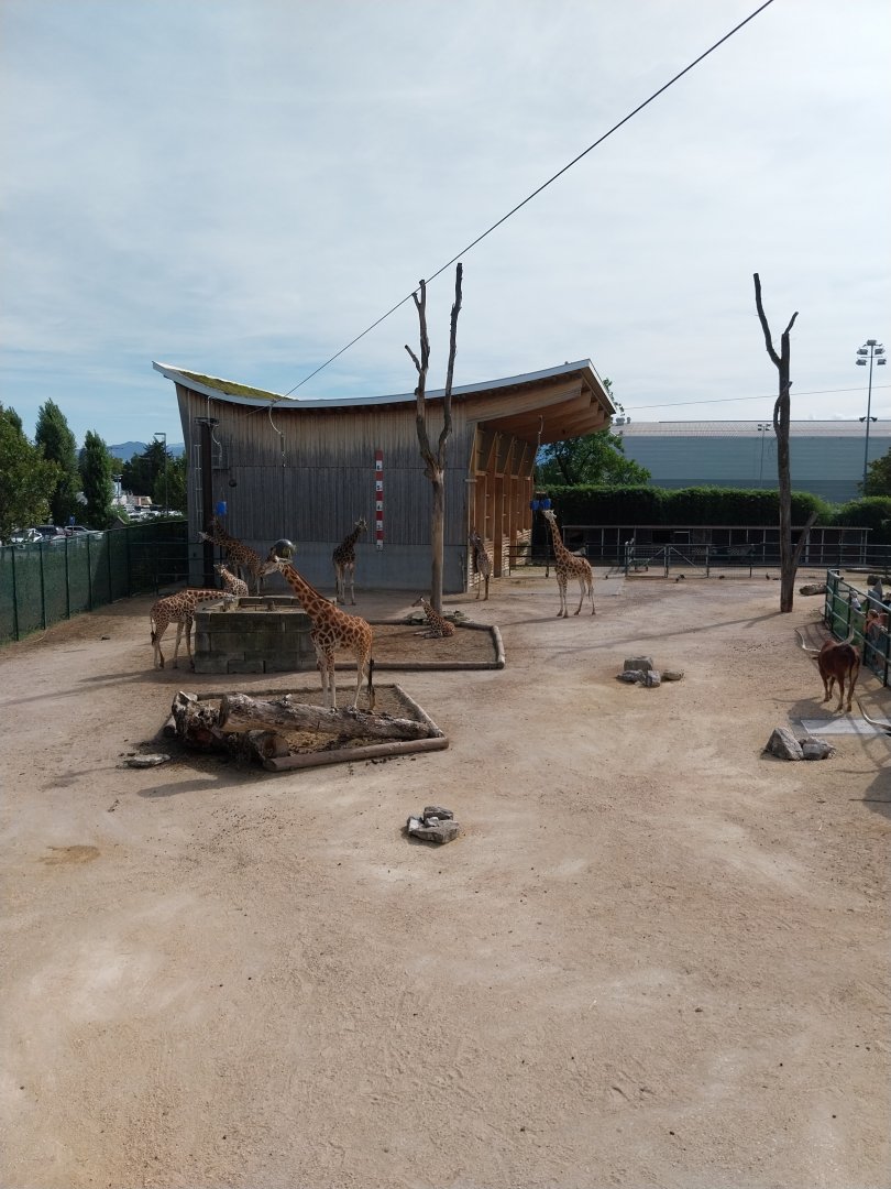 Rotschildt's giraffe enclosure