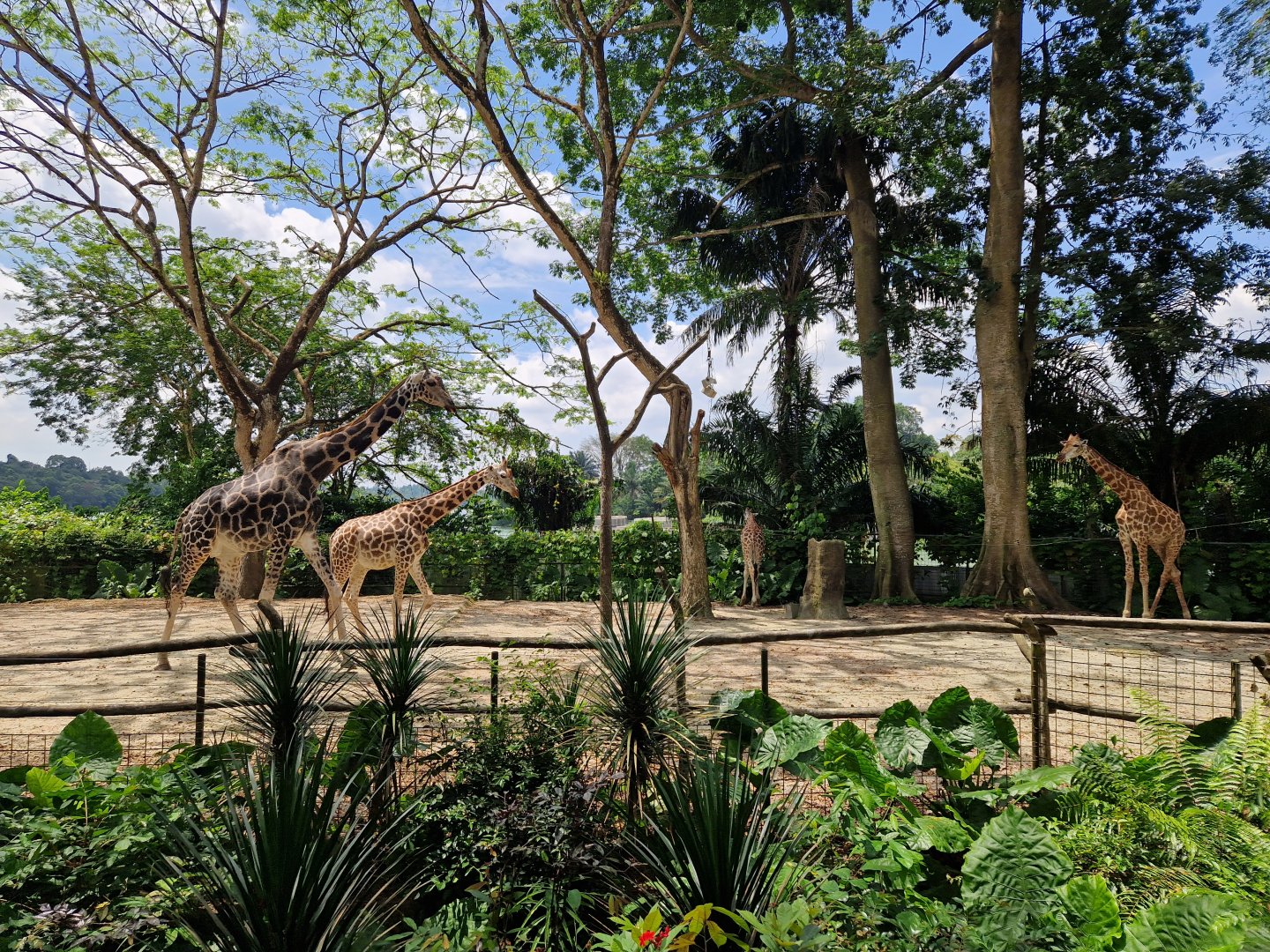 Rotschildt’s Giraffe / Nyala exhibit