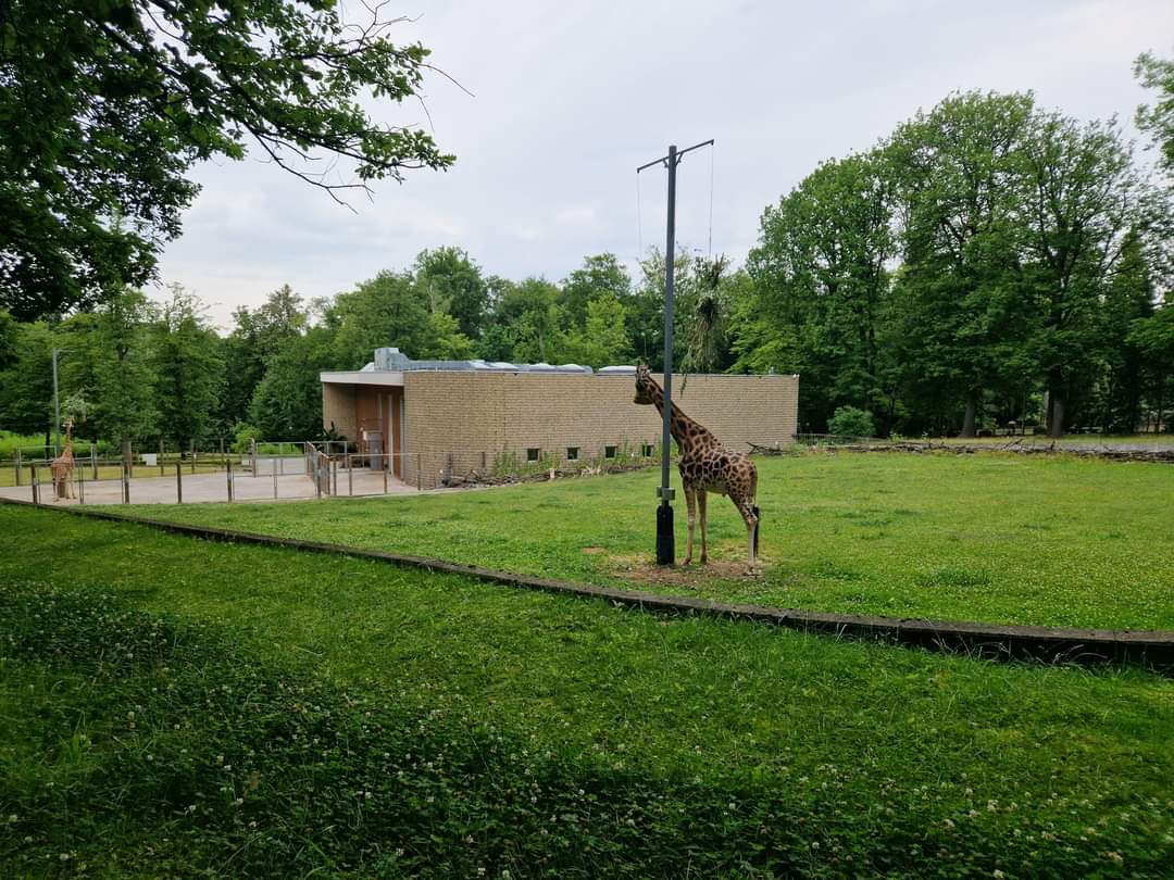 Rotschildt’s Giraffe yard