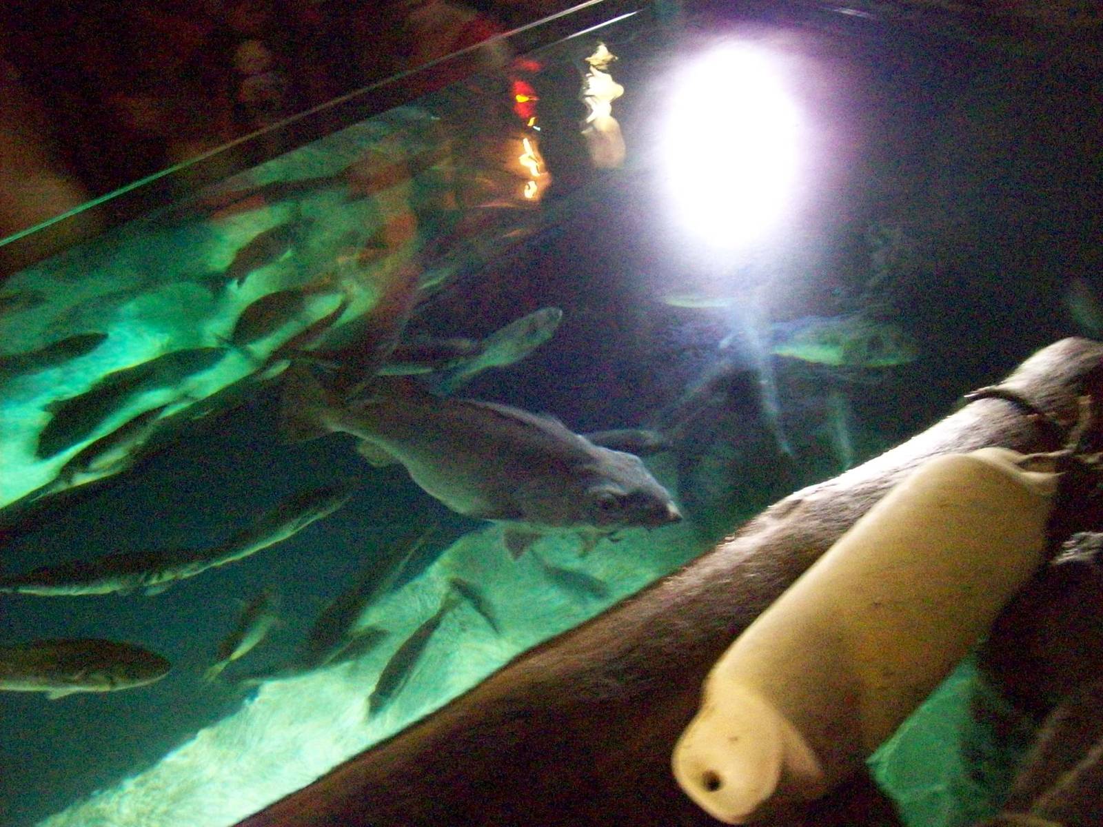 rotterdam port:konstanz sea life