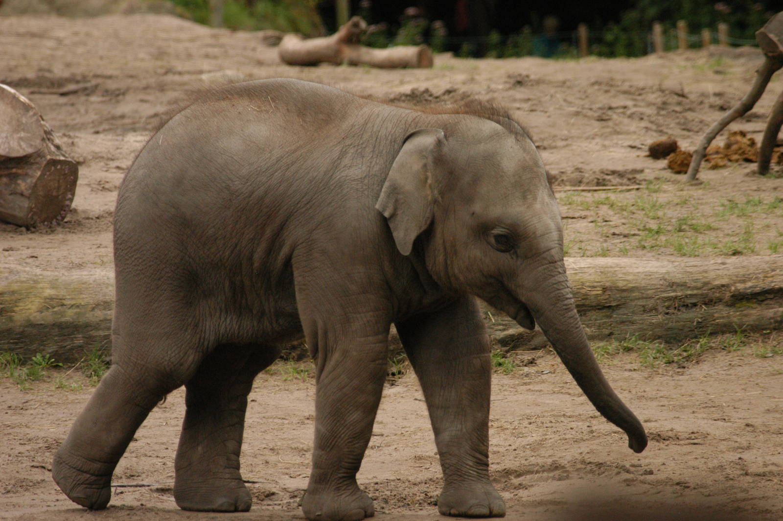 Rotterdam Zoo 2011 - Asian Elephant