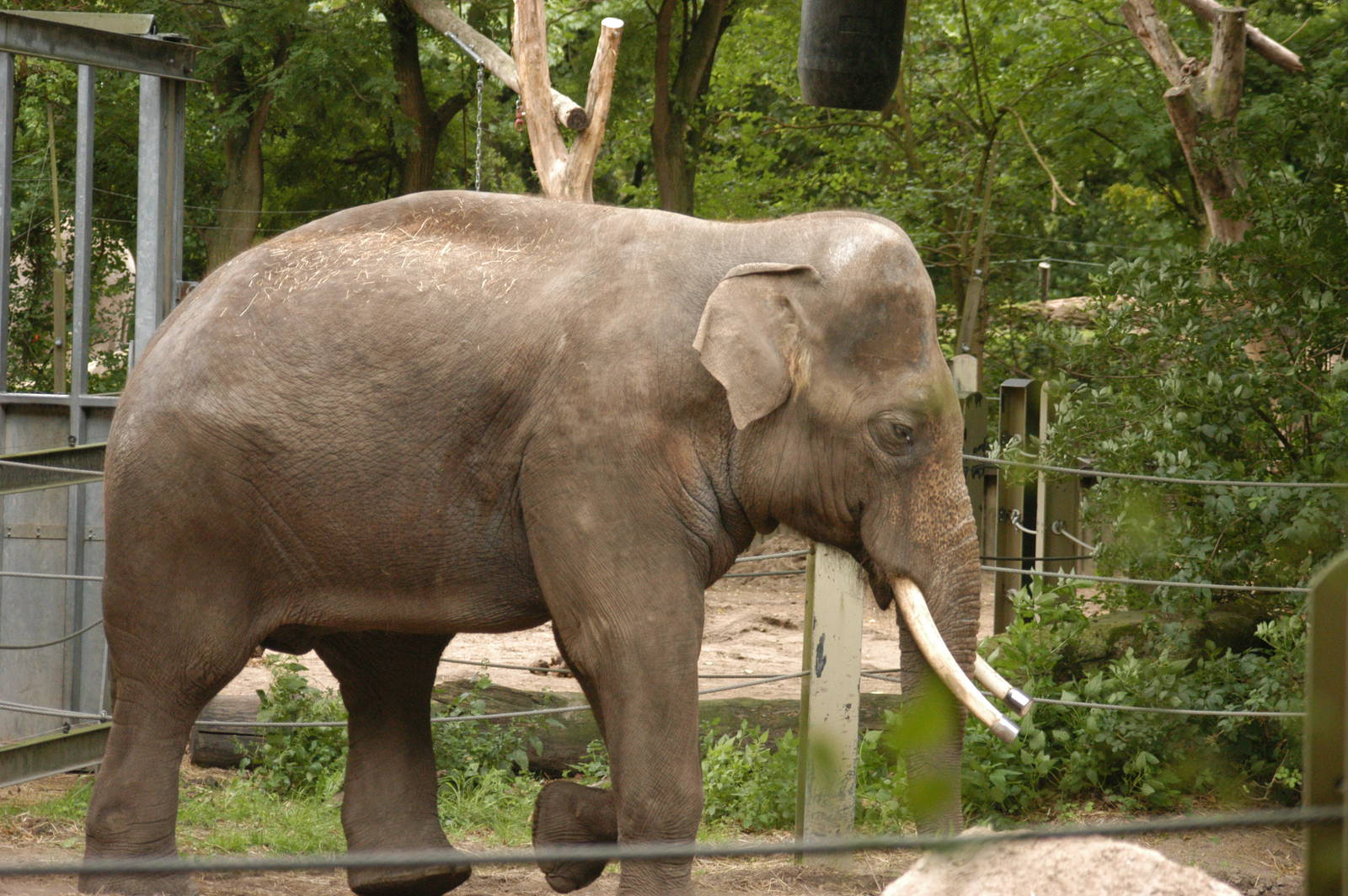 Rotterdam Zoo 2011 - Asian Elephant
