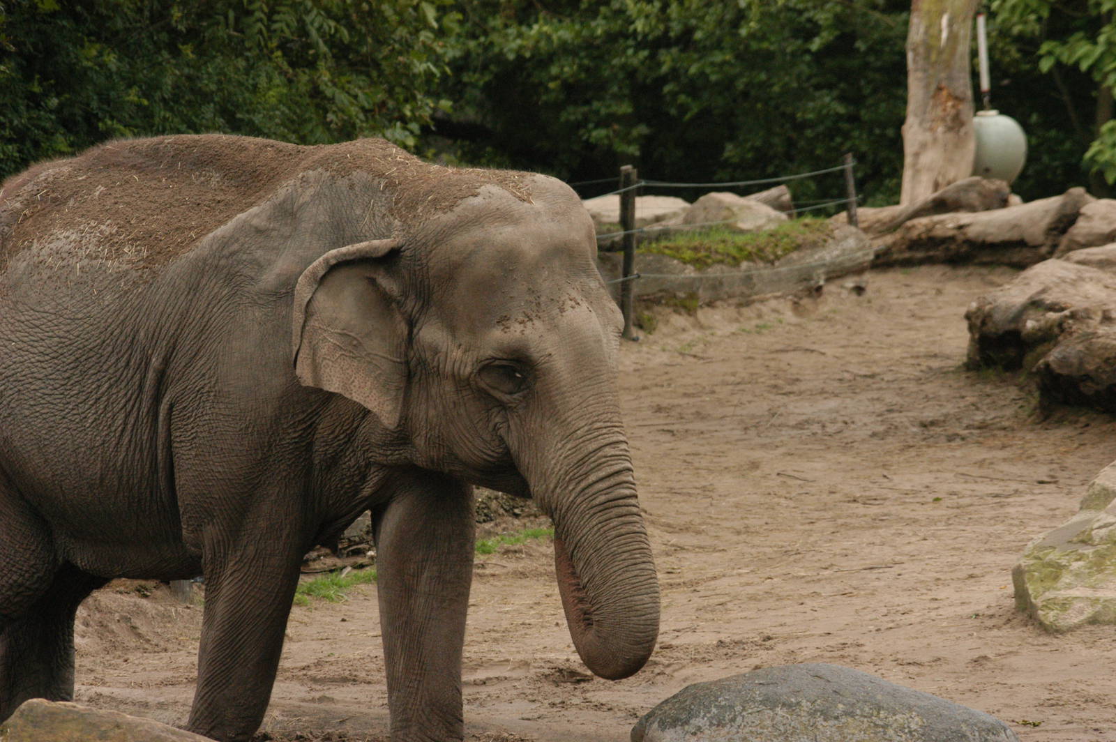 Rotterdam Zoo 2011 - Asian Elephant