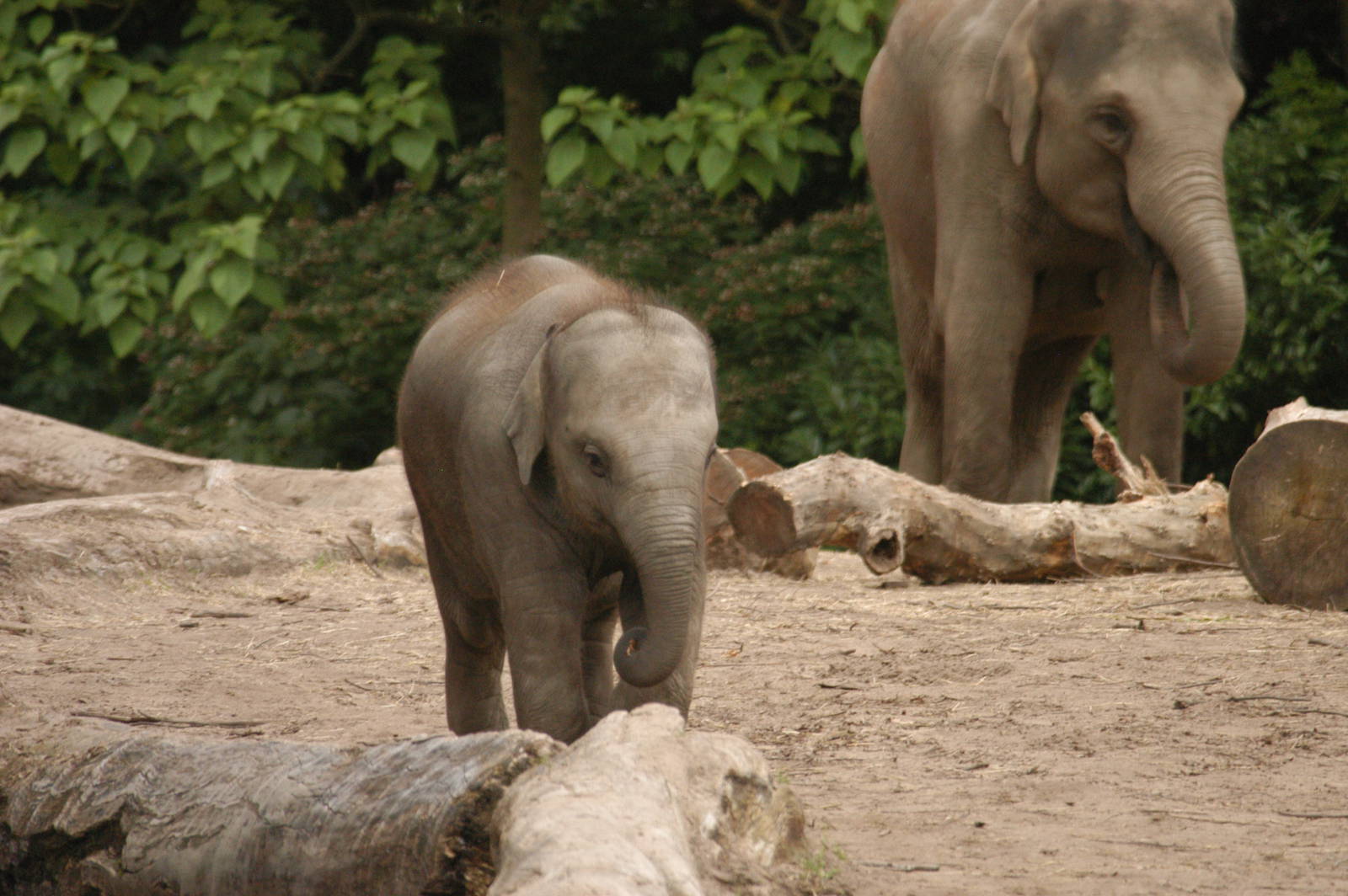 Rotterdam Zoo 2011 - Asian Elephant