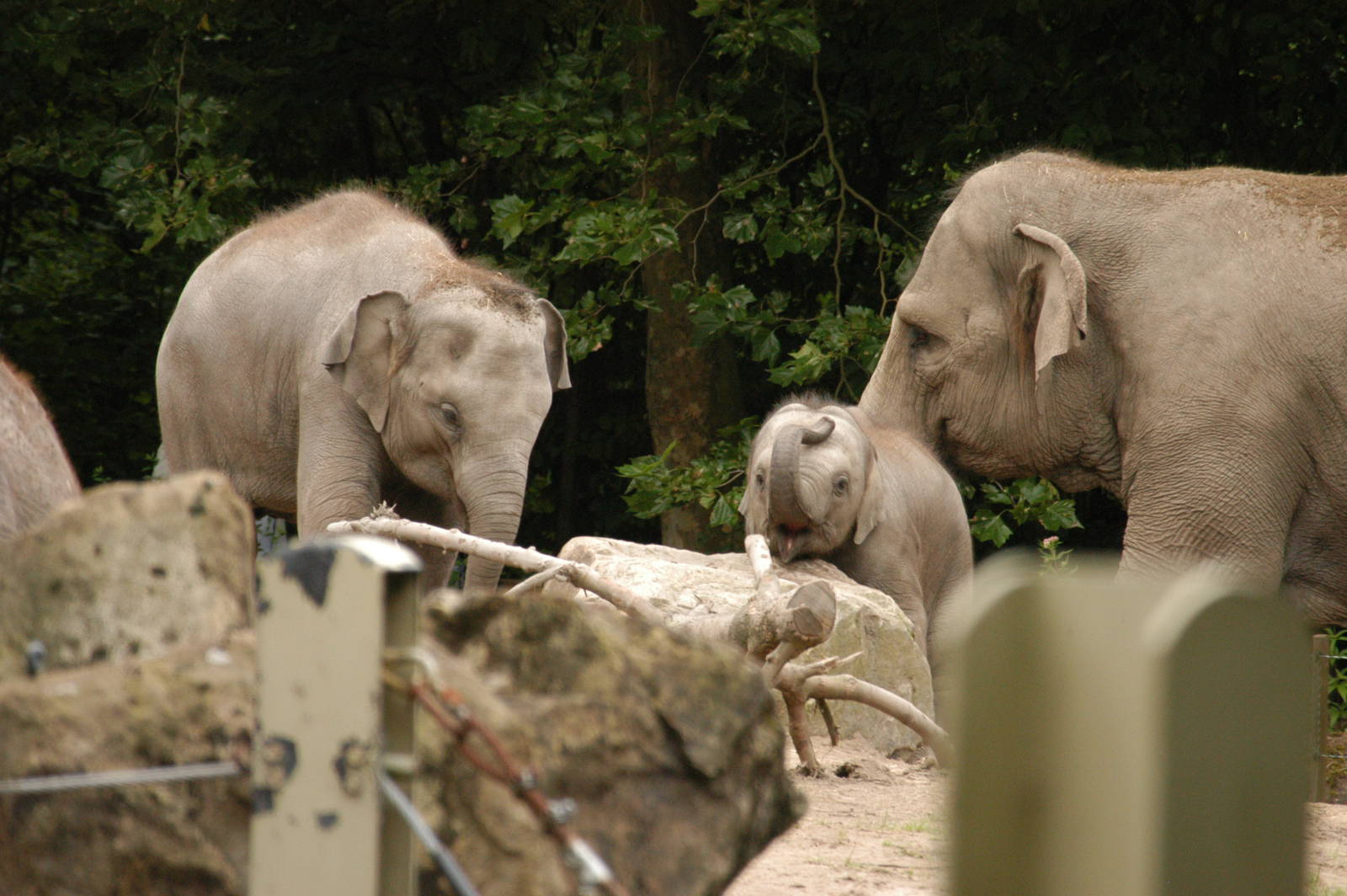 Rotterdam Zoo 2011 - Asian Elephant