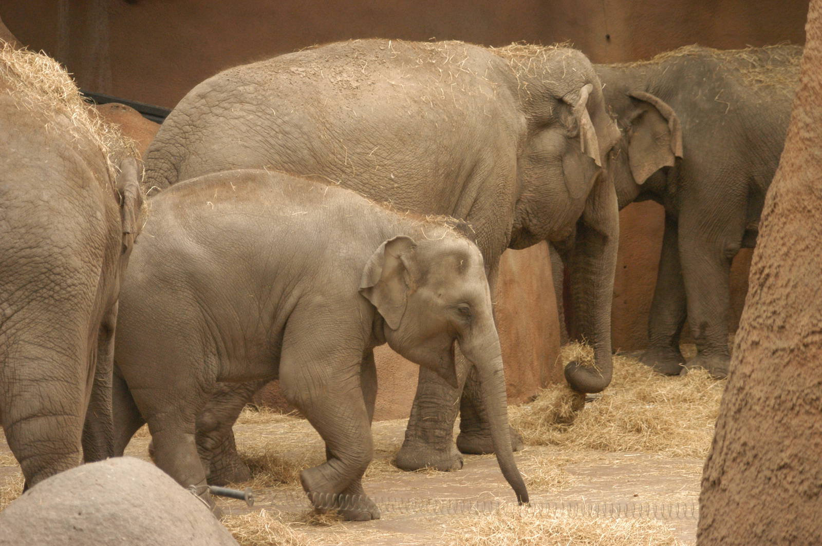 Rotterdam Zoo 2011 - Asian Elephant